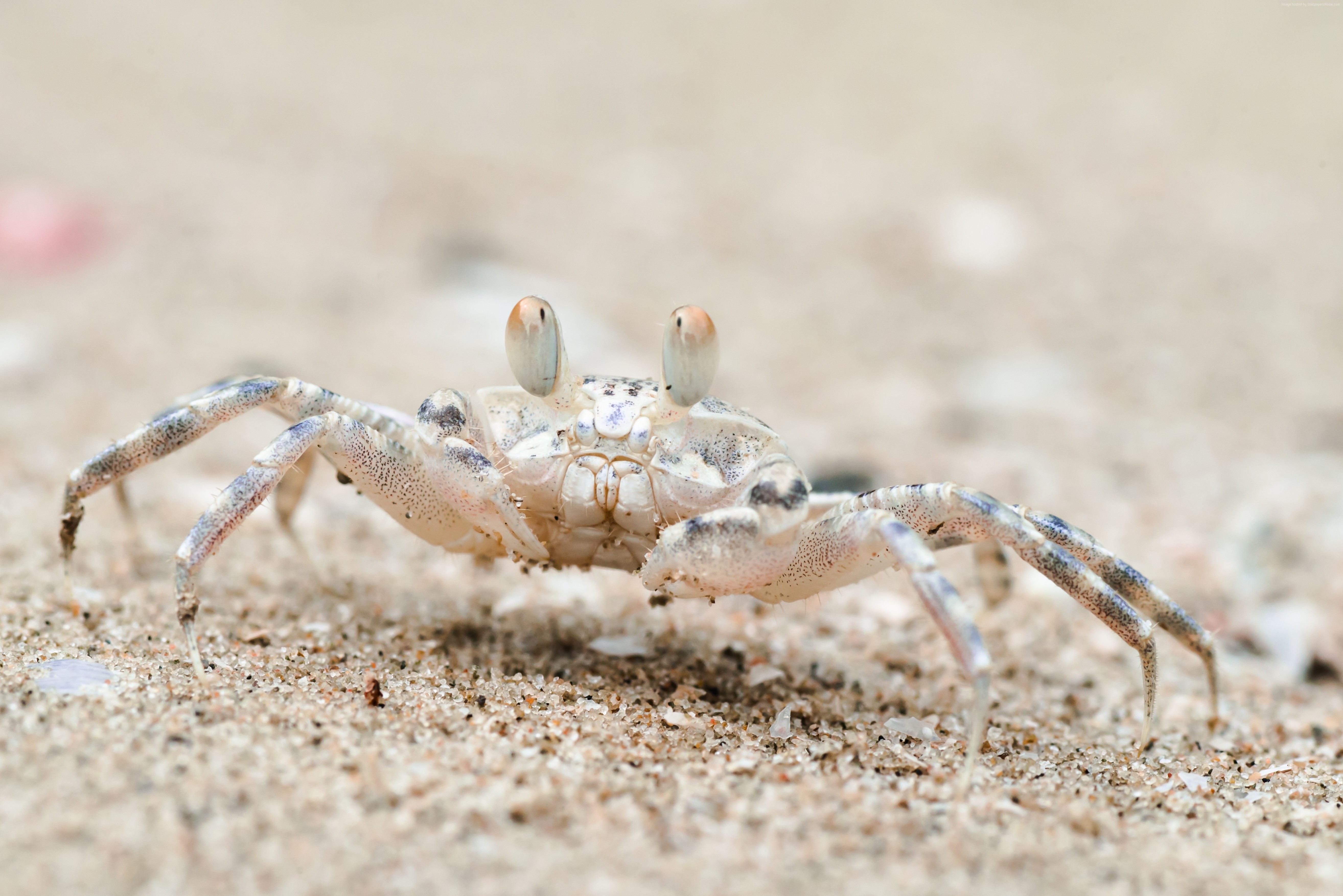Sand bubbler crab on beach in Thailand HD Wallpaper