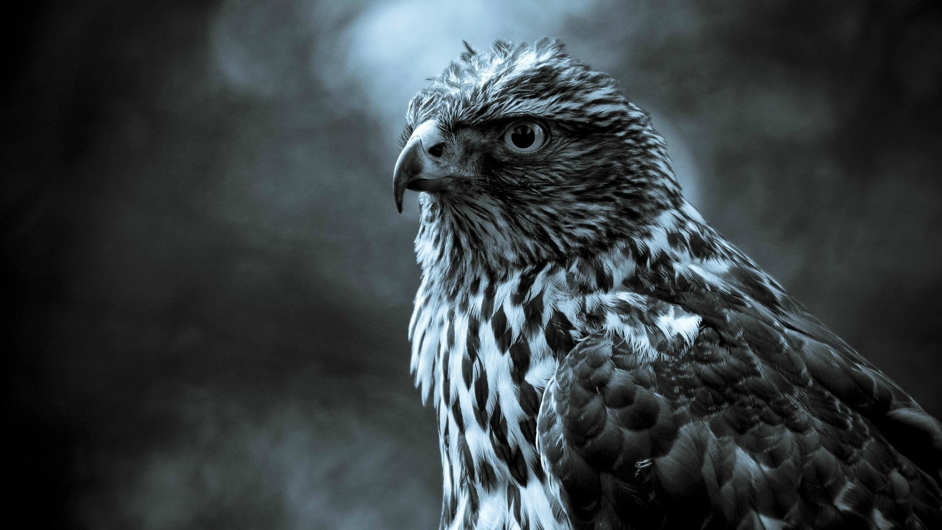 Close up of a hawk in monochrome HD Wallpaper