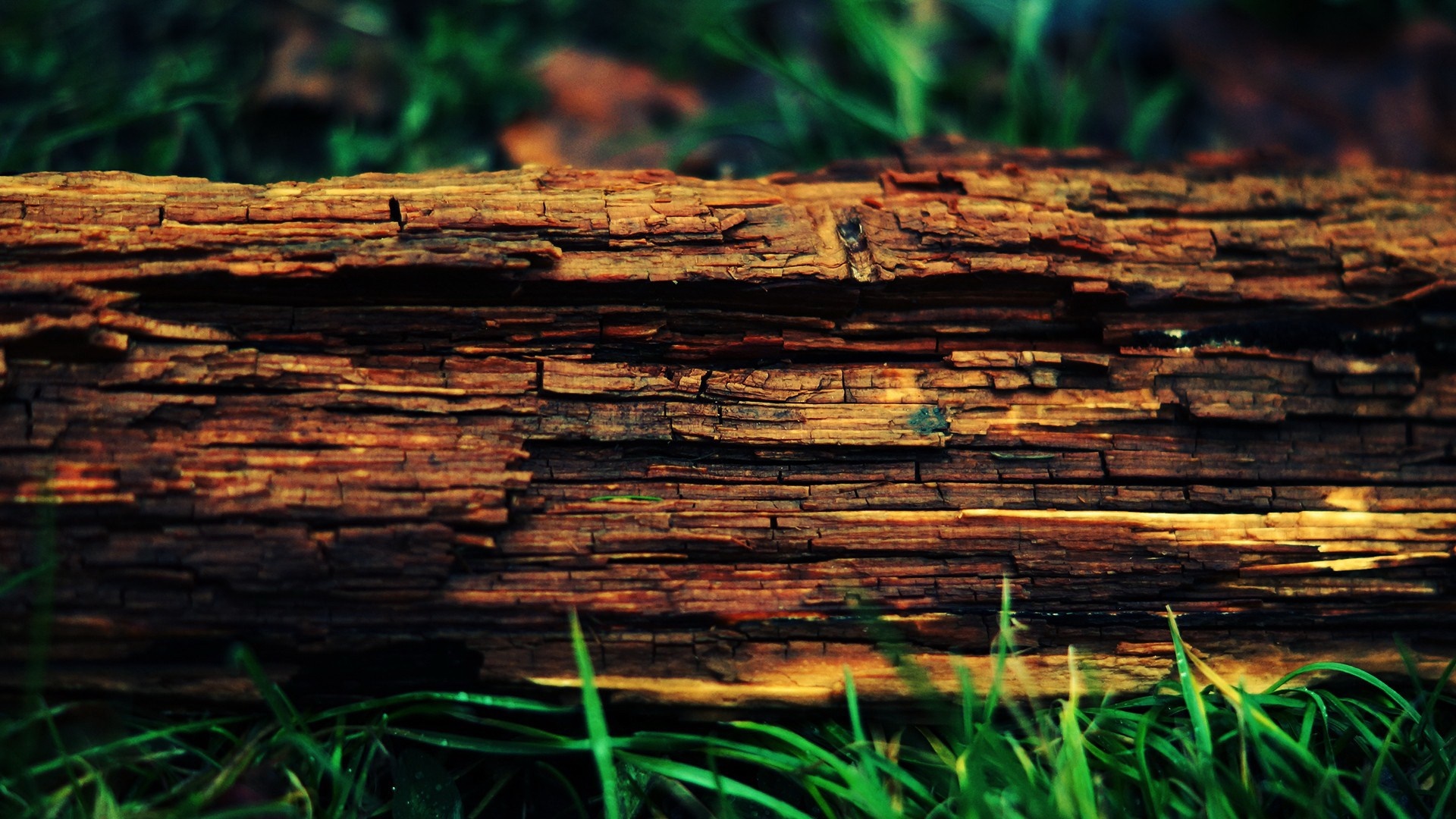 Close-up of weathered wood texture on the forest floor HD Wallpaper