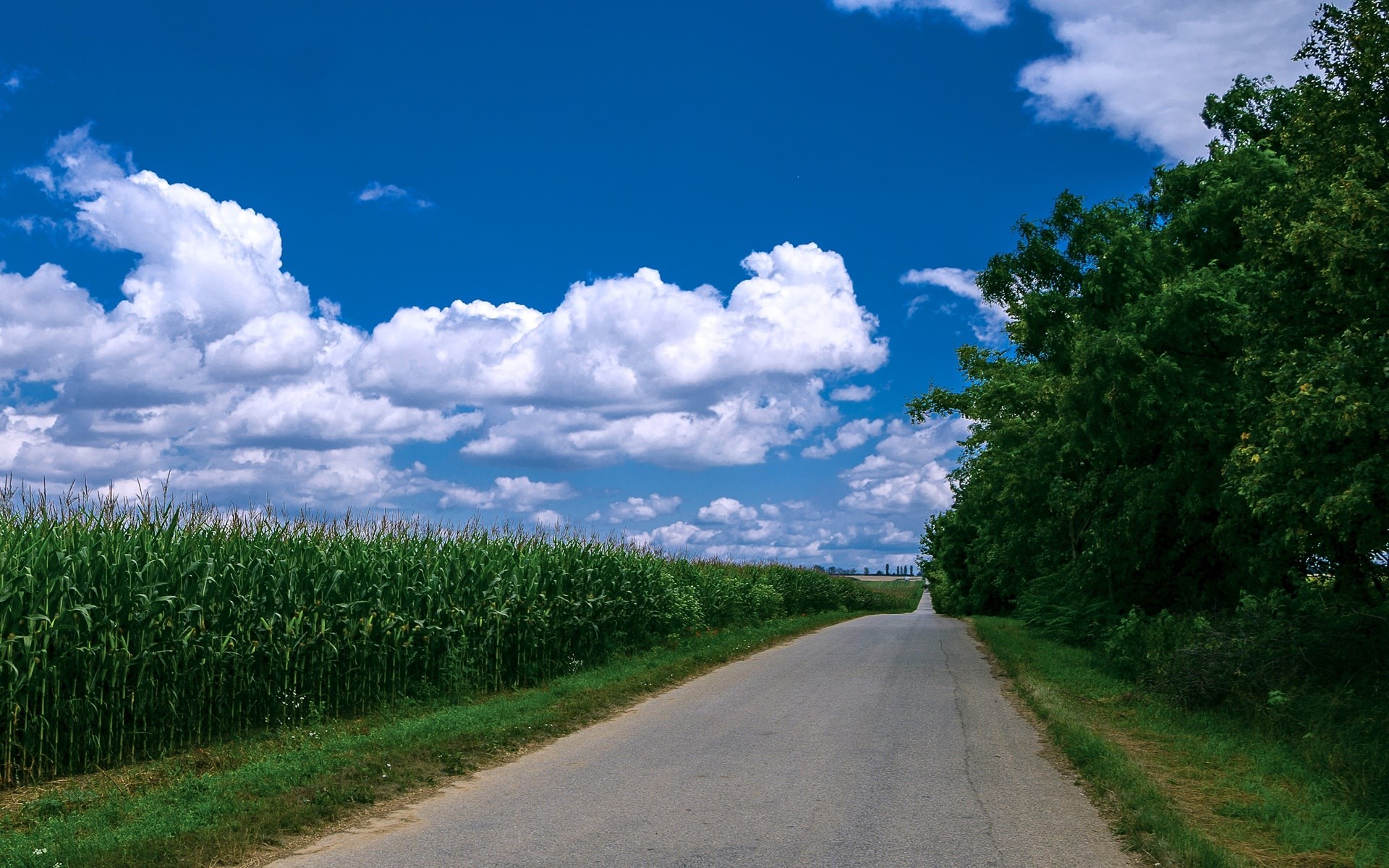 Road through a cornfield under a cloudy blue sky HD Wallpaper