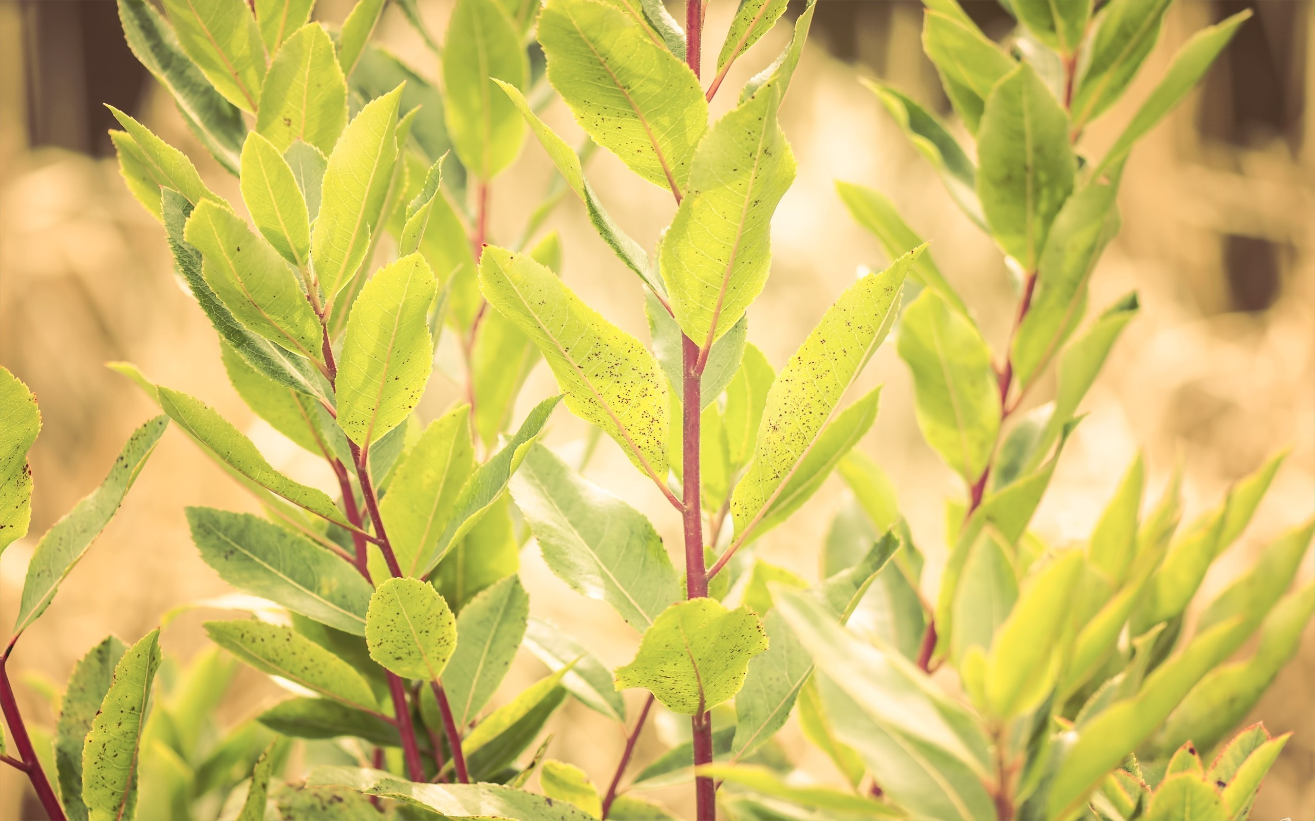 Green leaves with red stems on a plant HD Wallpaper