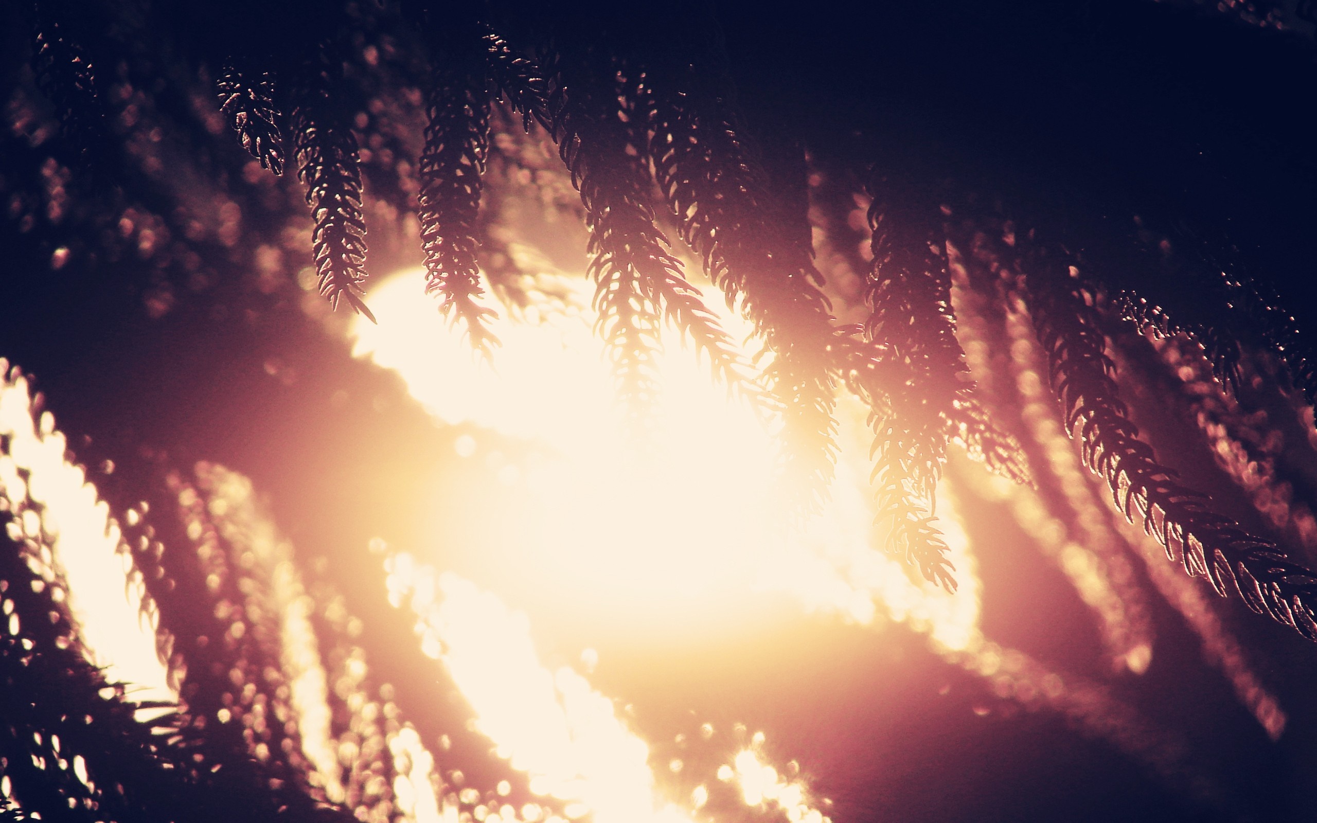 Sunlight filtering through pine needles HD Wallpaper