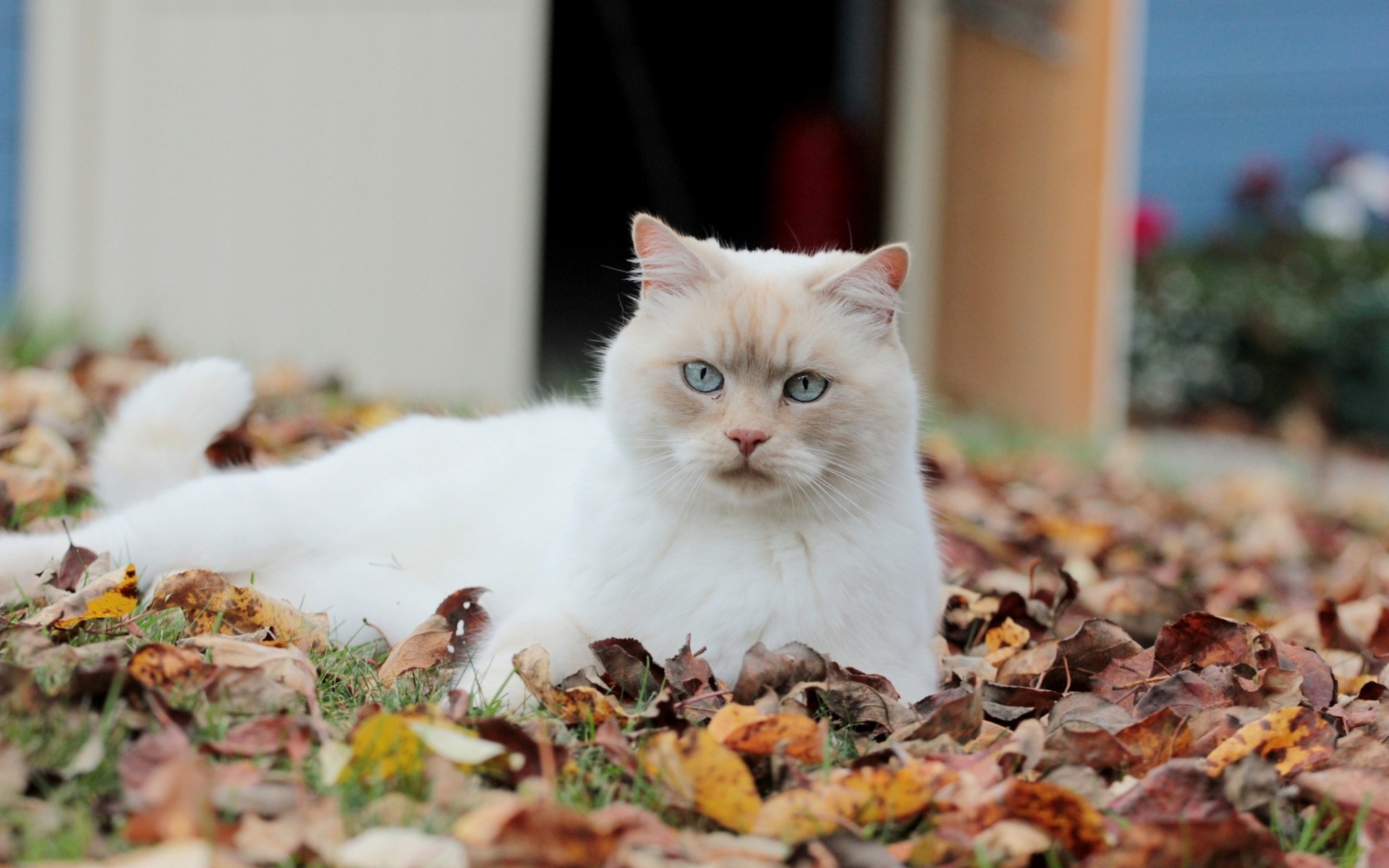 White cat with blue eyes lying in autumn leaves HD Wallpaper