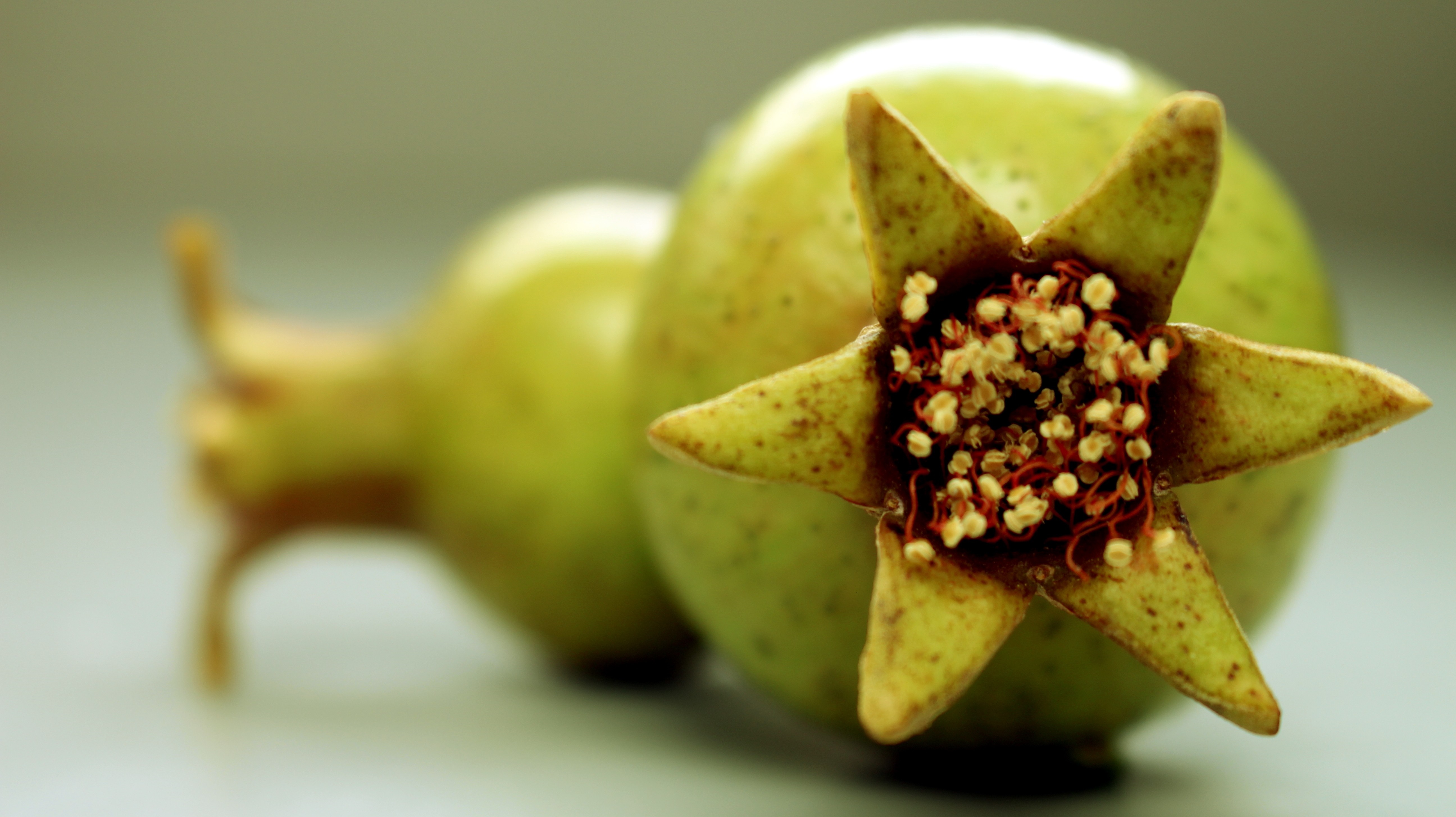 Close up of two unripe pomegranates HD Wallpaper