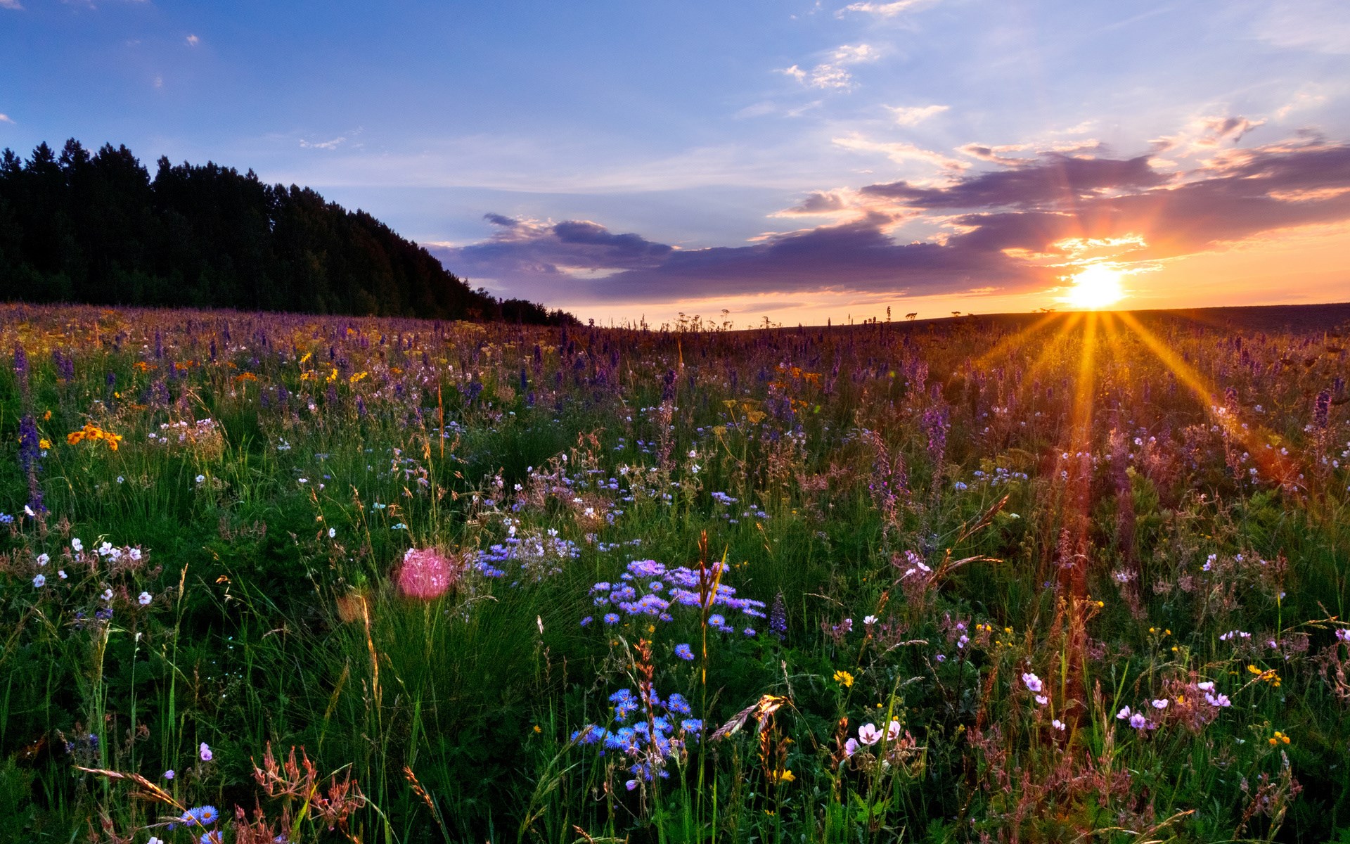Wildflower meadow at sunset with forest HD Wallpaper