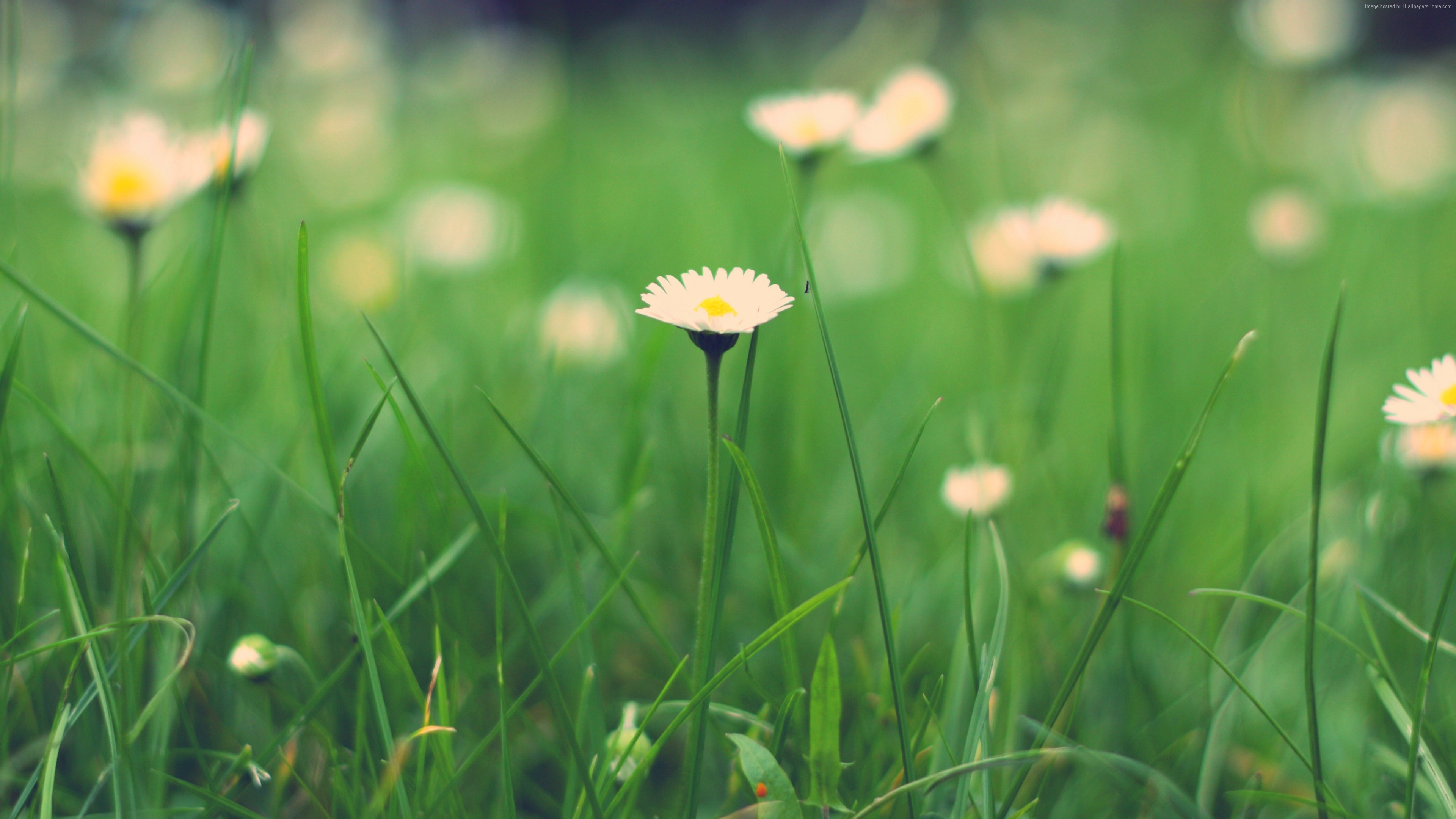 Daisies in a green meadow HD Wallpaper
