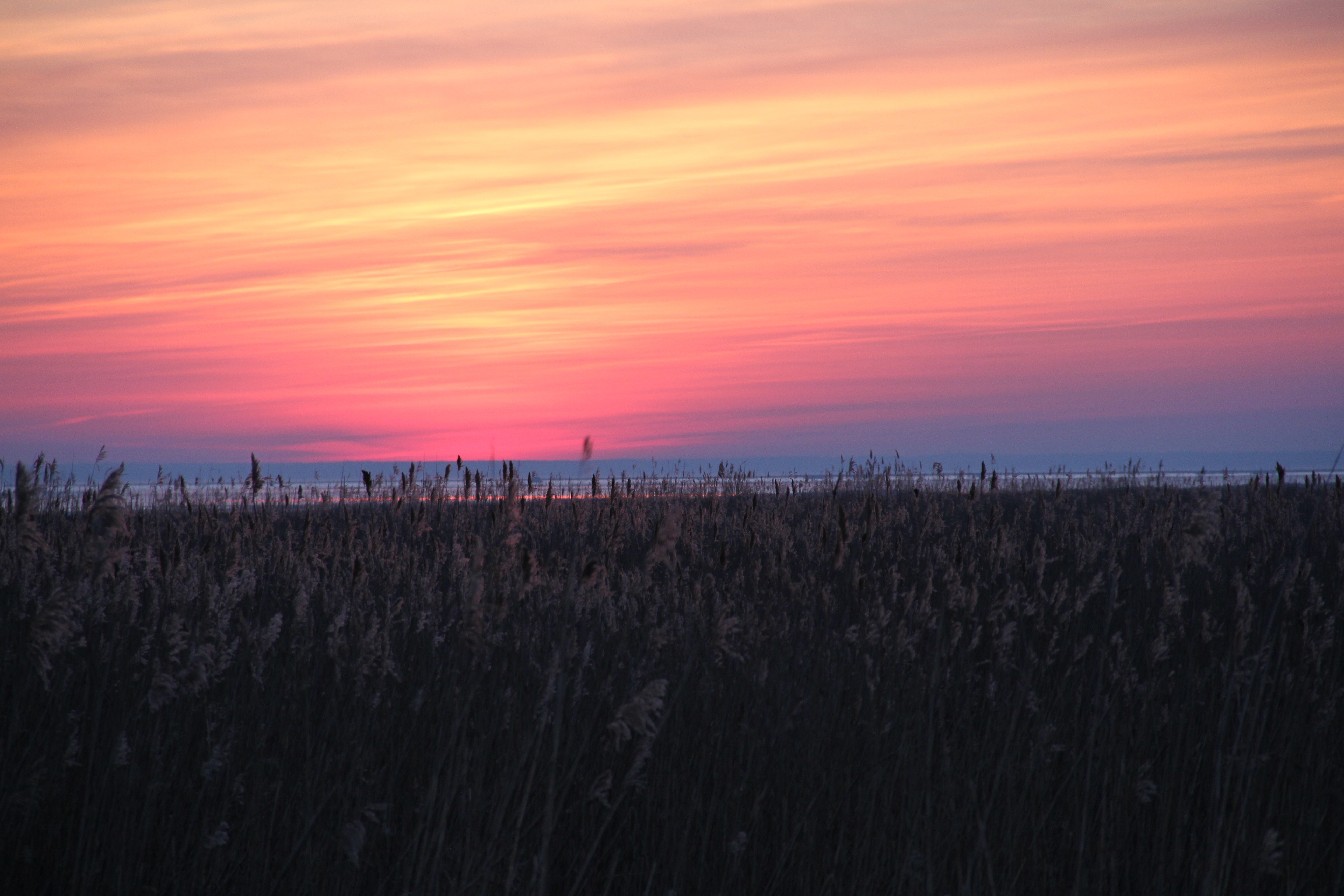 Sunset over a field of reeds by the water HD Wallpaper