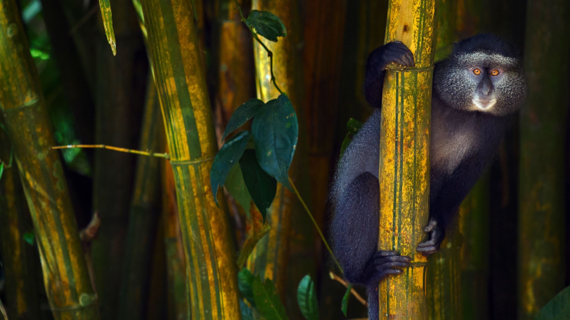 Blue Monkey in Bamboo Forest HD Wallpaper