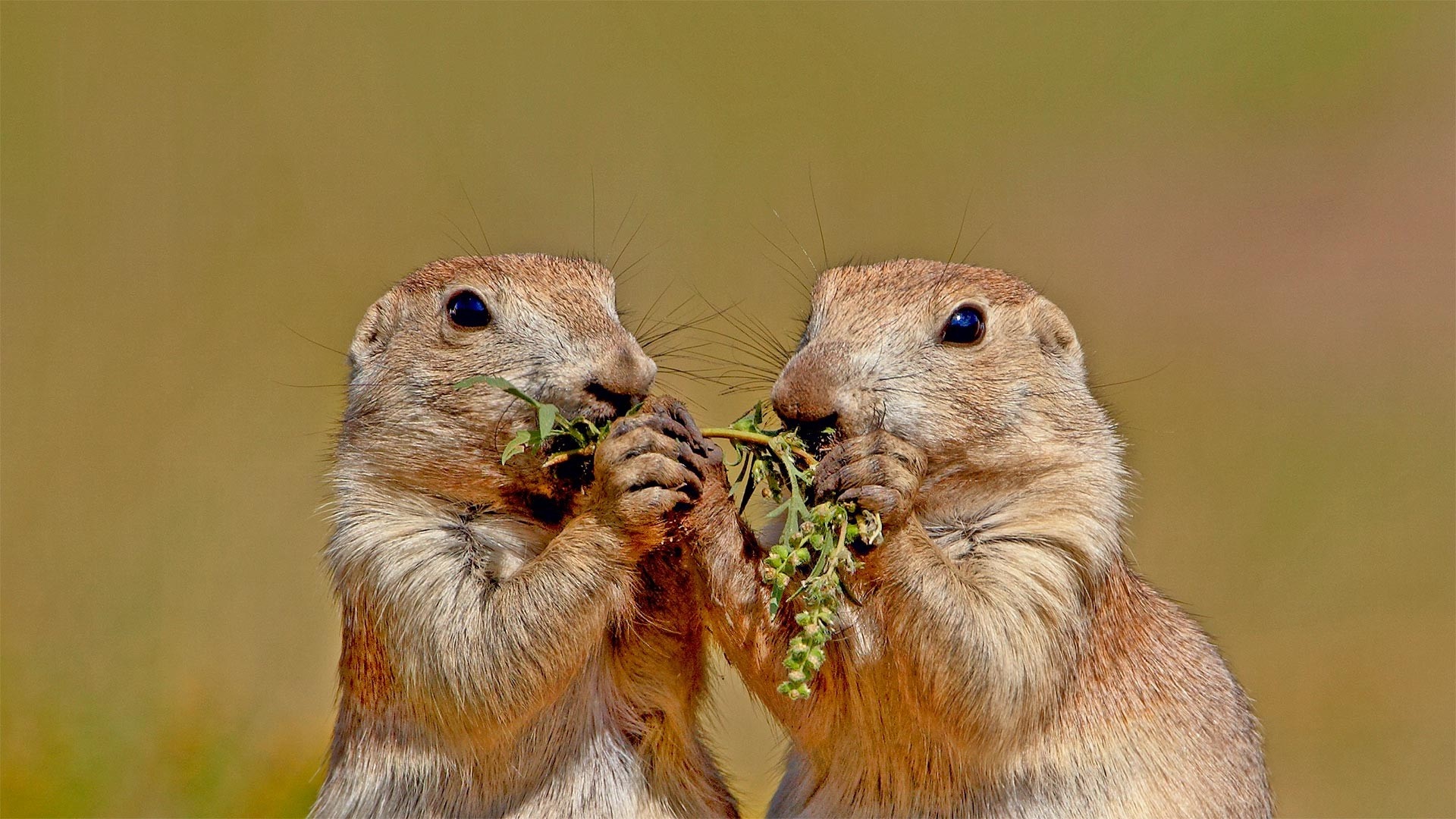 Two prairie dogs eating plants HD Wallpaper