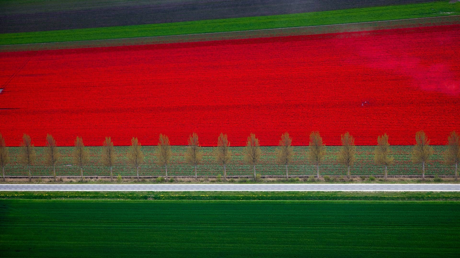 Aerial view of red tulip fields and green fields with trees HD Wallpaper
