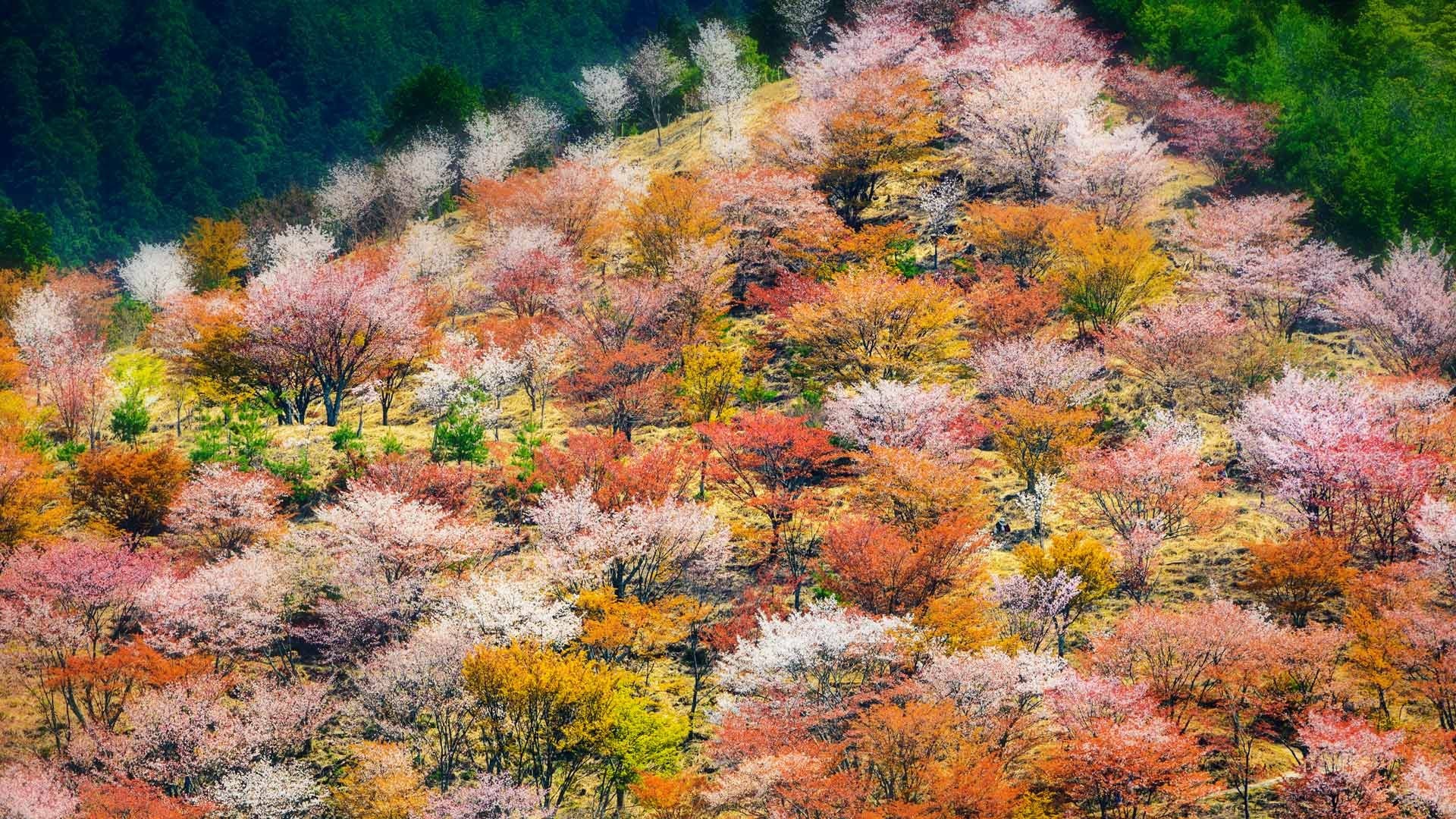 Hillside covered in blooming cherry blossom trees in autumn HD Wallpaper