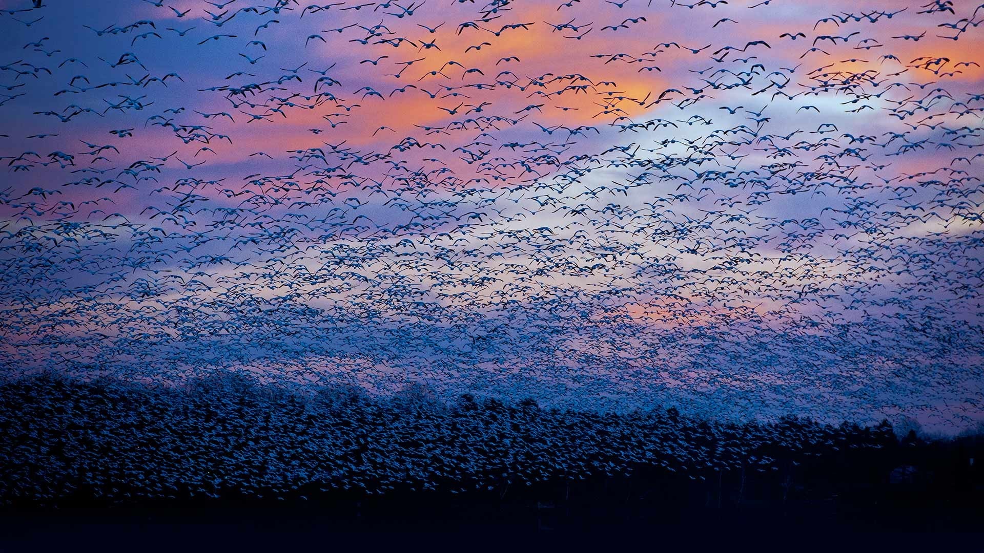 Flock of birds flying at sunset with colorful sky HD Wallpaper