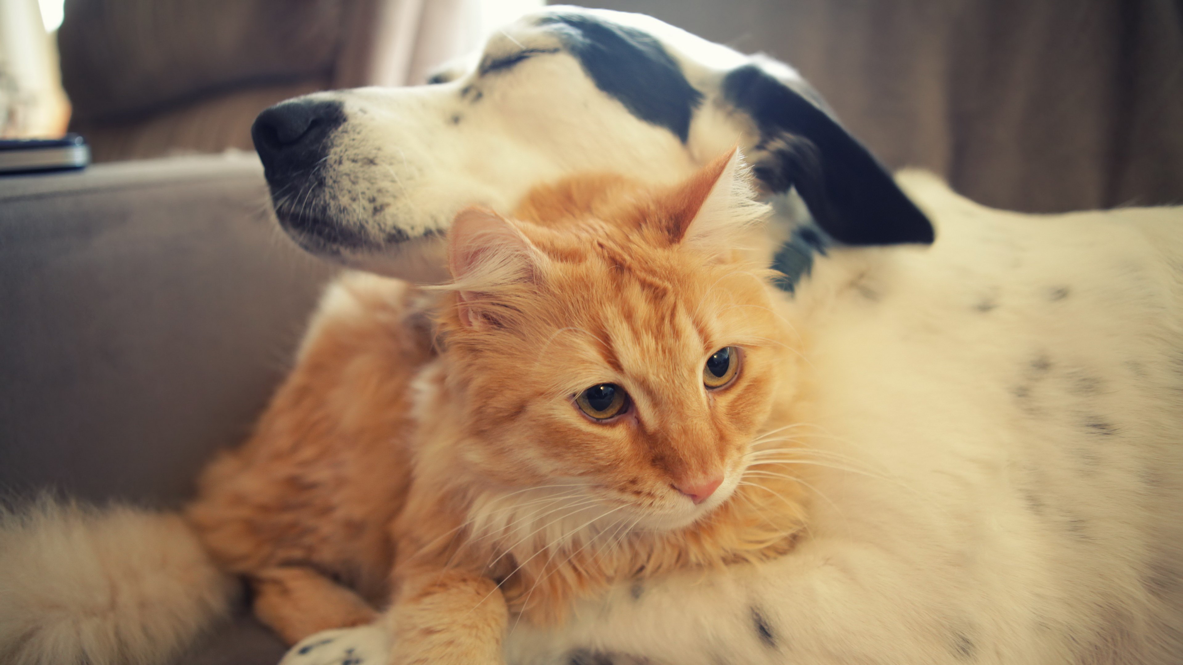 Orange cat cuddling with a dalmatian dog HD Wallpaper