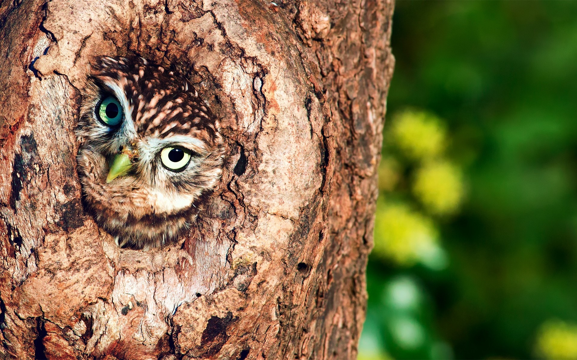 Curious Owl Peeking from Tree Hollow HD Wallpaper