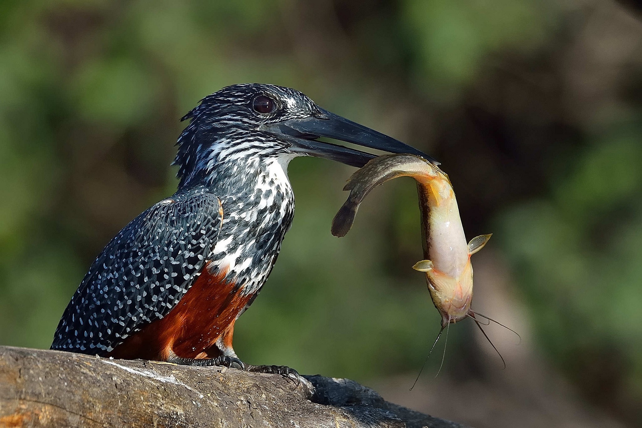 Giant Kingfisher with a Fish in its Beak HD Wallpaper