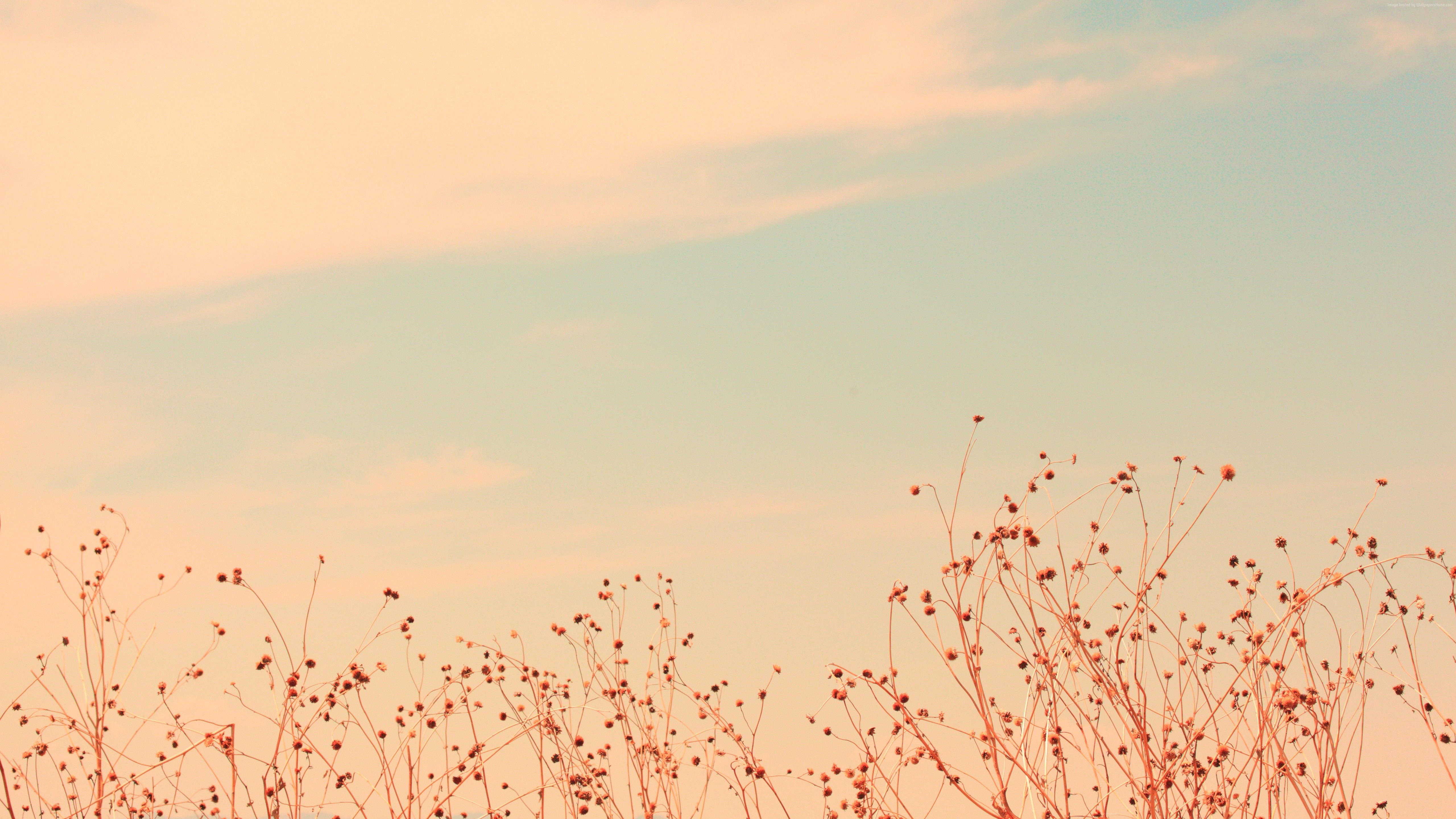 Dried wildflowers against a pastel sky HD Wallpaper