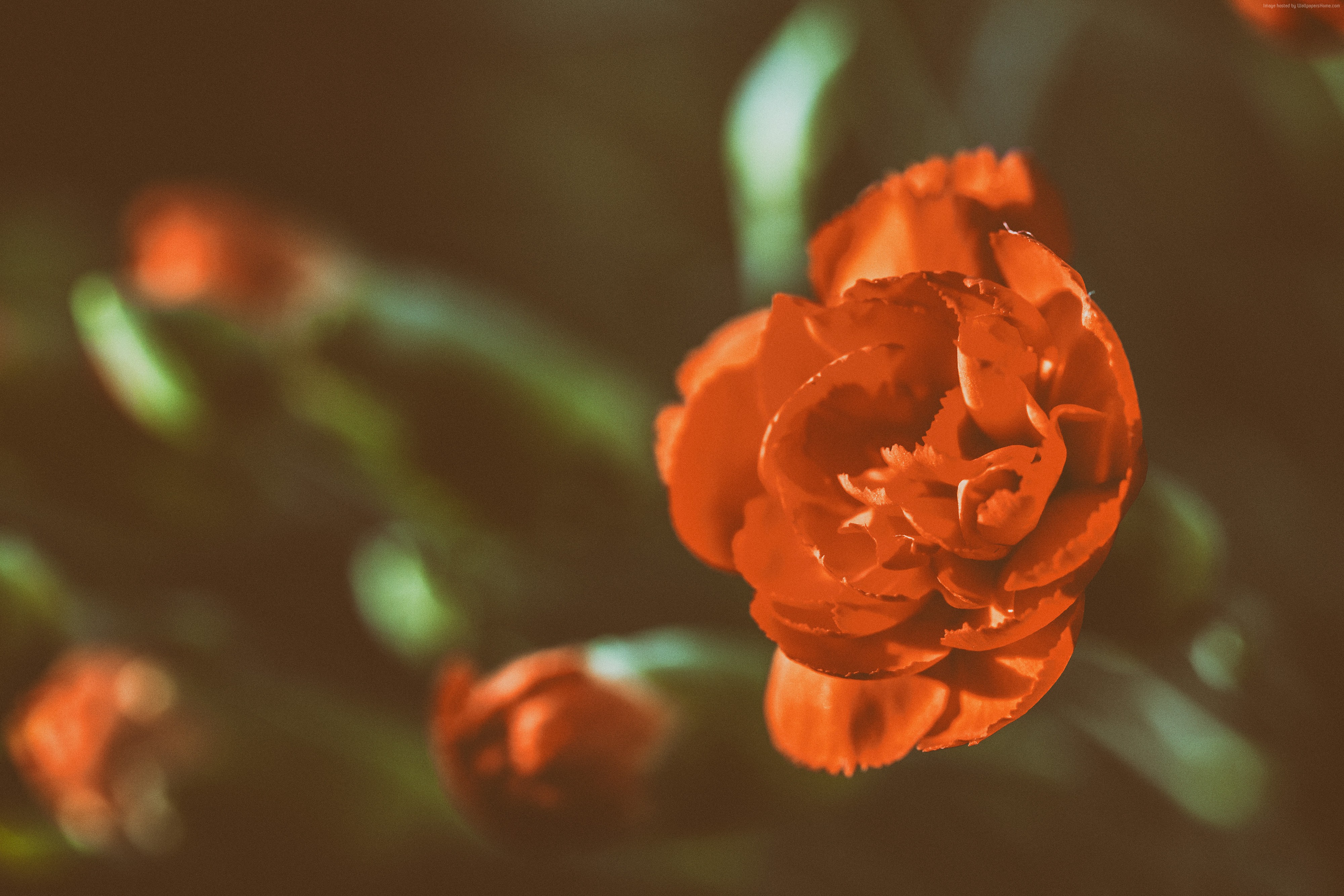 Red Rose 4K HD Wallpaper