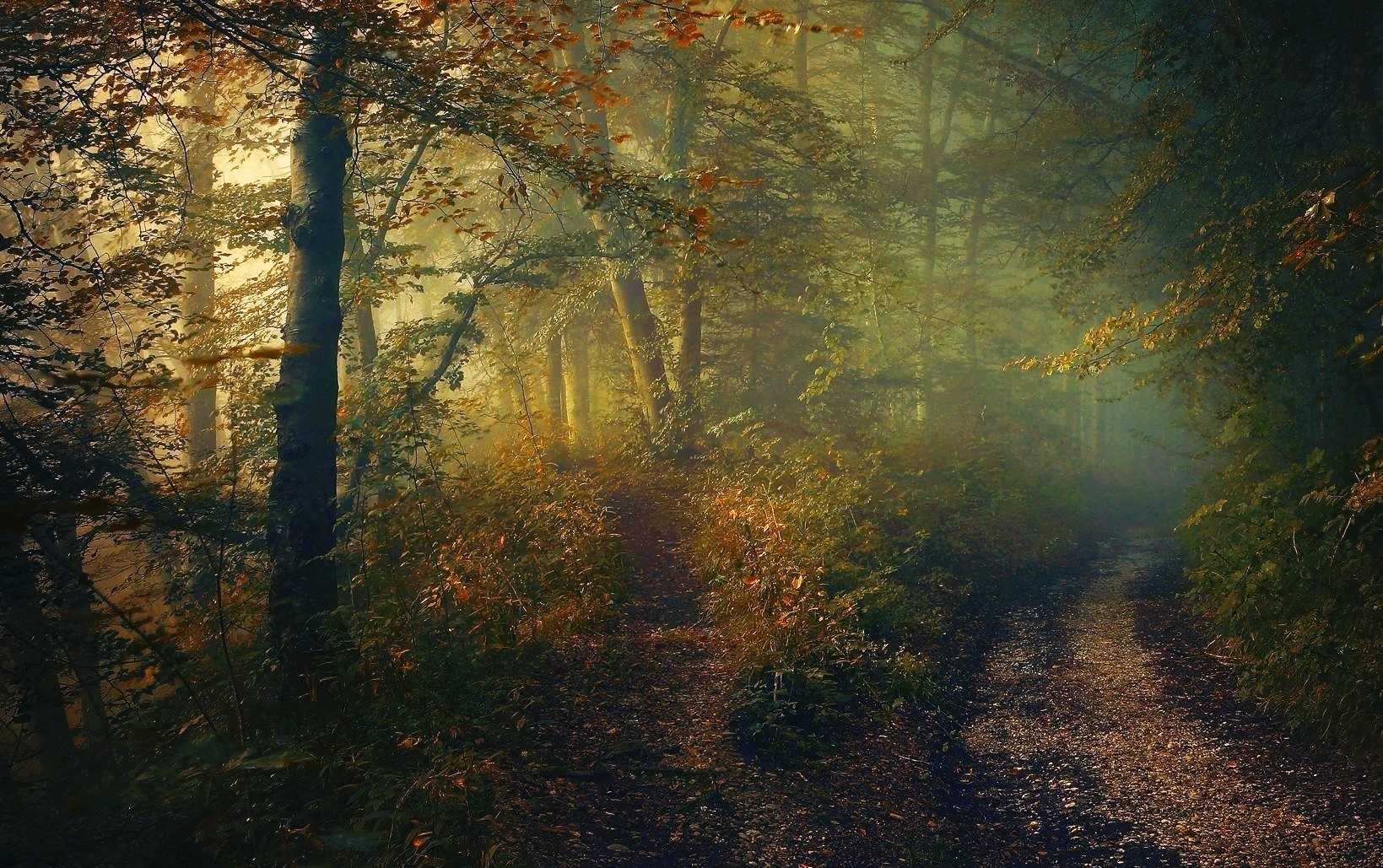 Sunlight filtering through trees in an autumn forest with a path HD Wallpaper