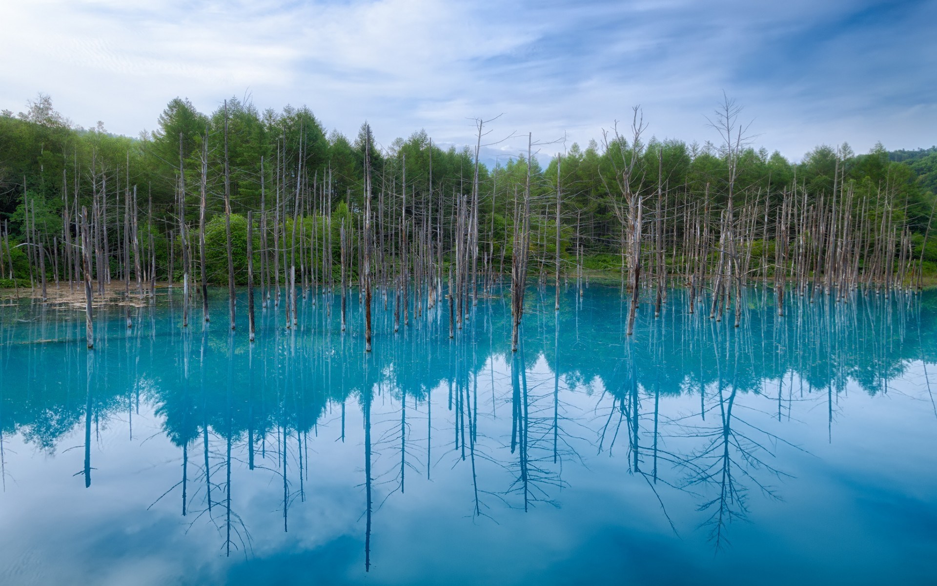 Blue pond with dead trees and forest reflection HD Wallpaper