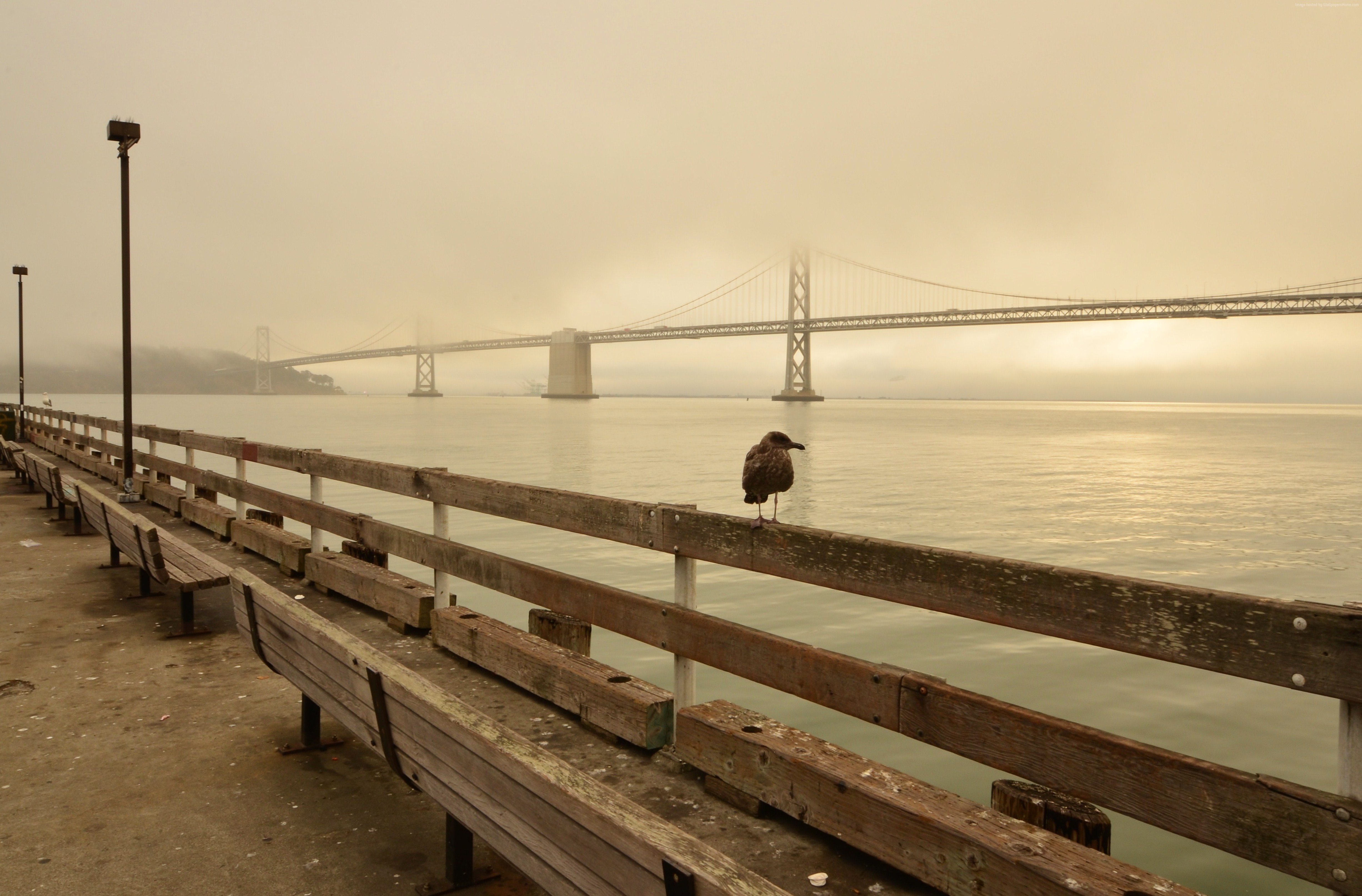 Seagull on Pier with Bay Bridge in Fog HD Wallpaper
