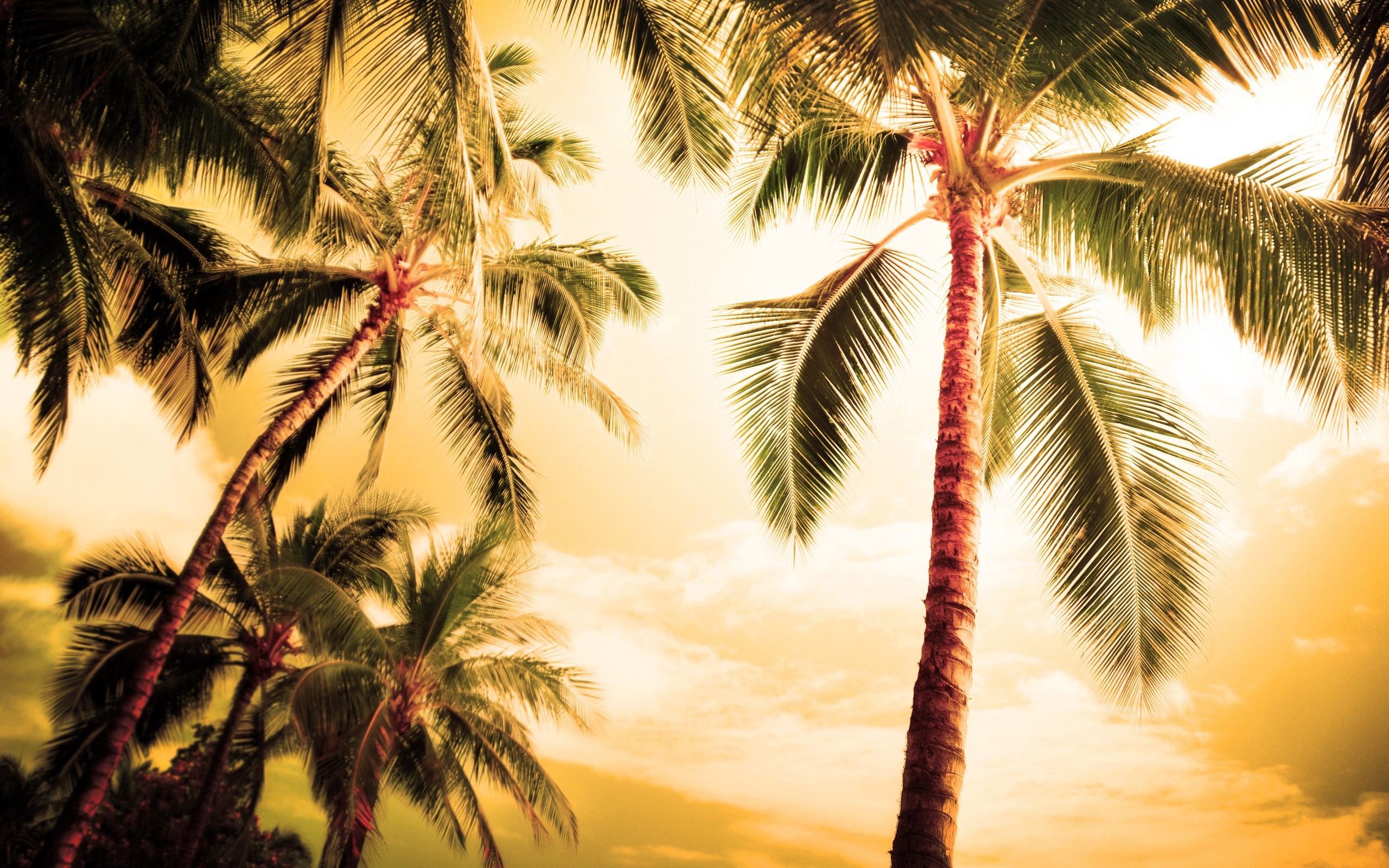 Palm trees against a golden sky HD Wallpaper