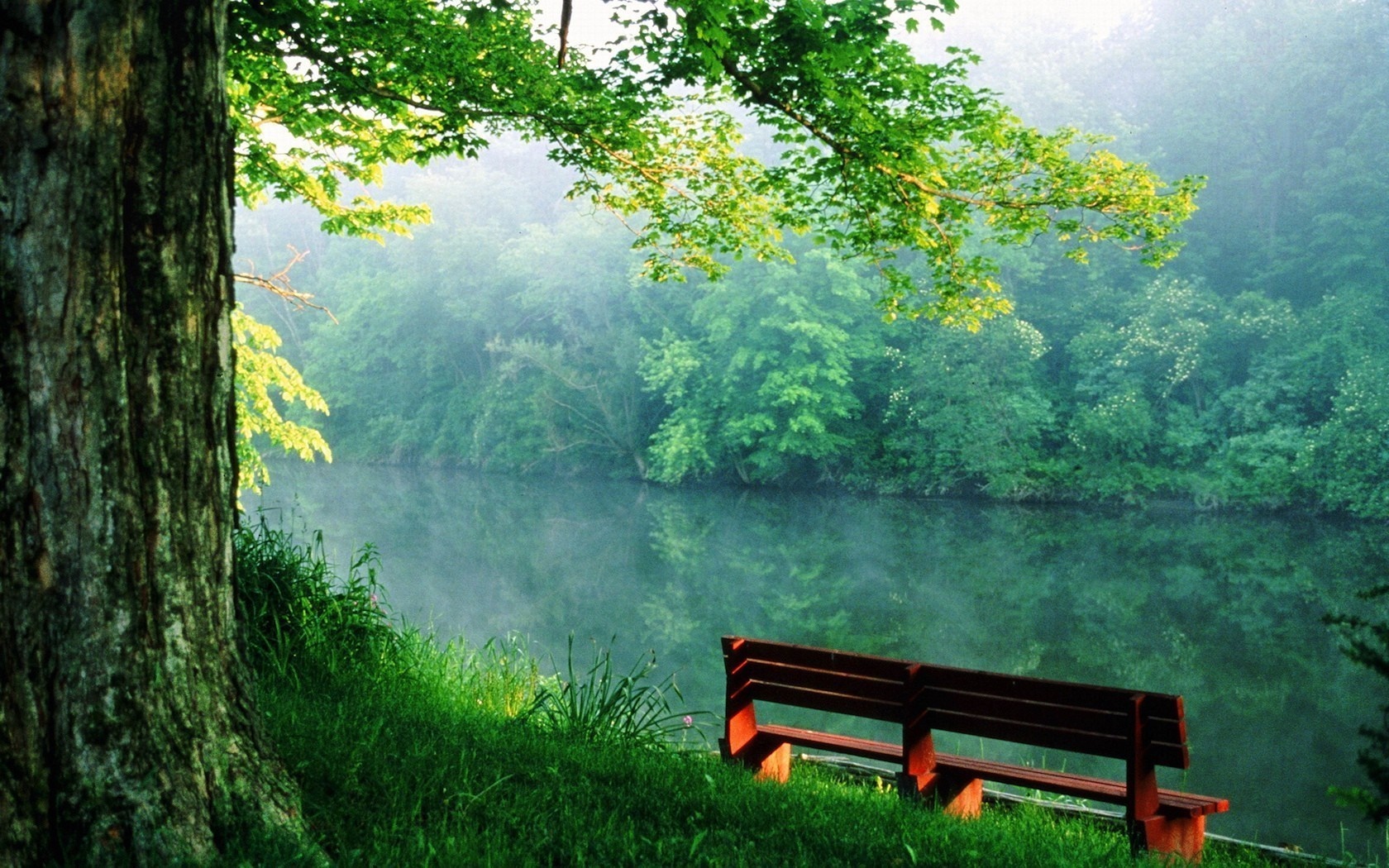Serene Morning by River with Mist and Greenery HD Wallpaper