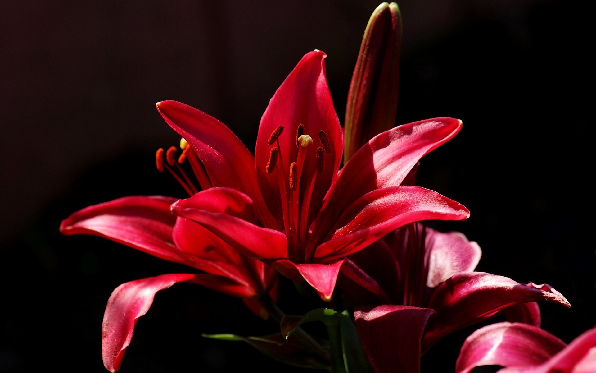 Close up of a red lily flower with dark background HD Wallpaper