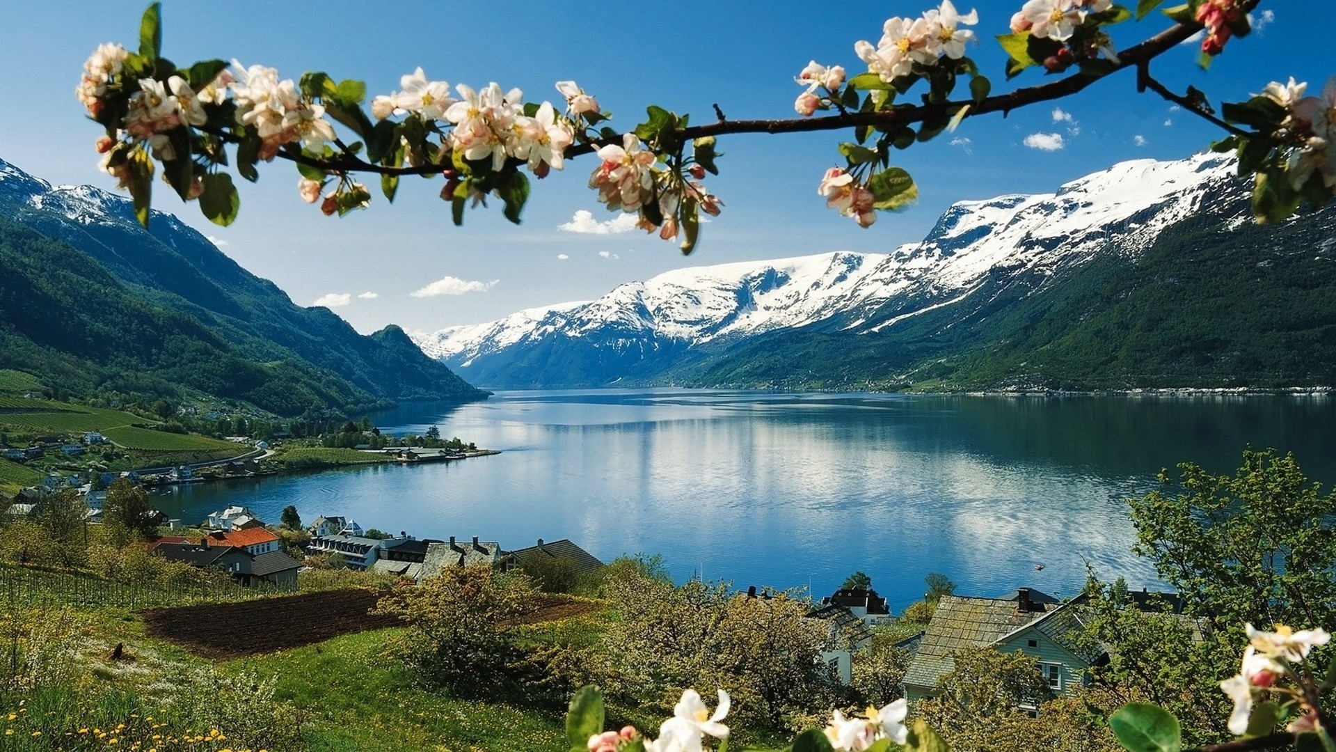 Spring blossoms frame a Norwegian fjord with snow-capped mountains HD Wallpaper