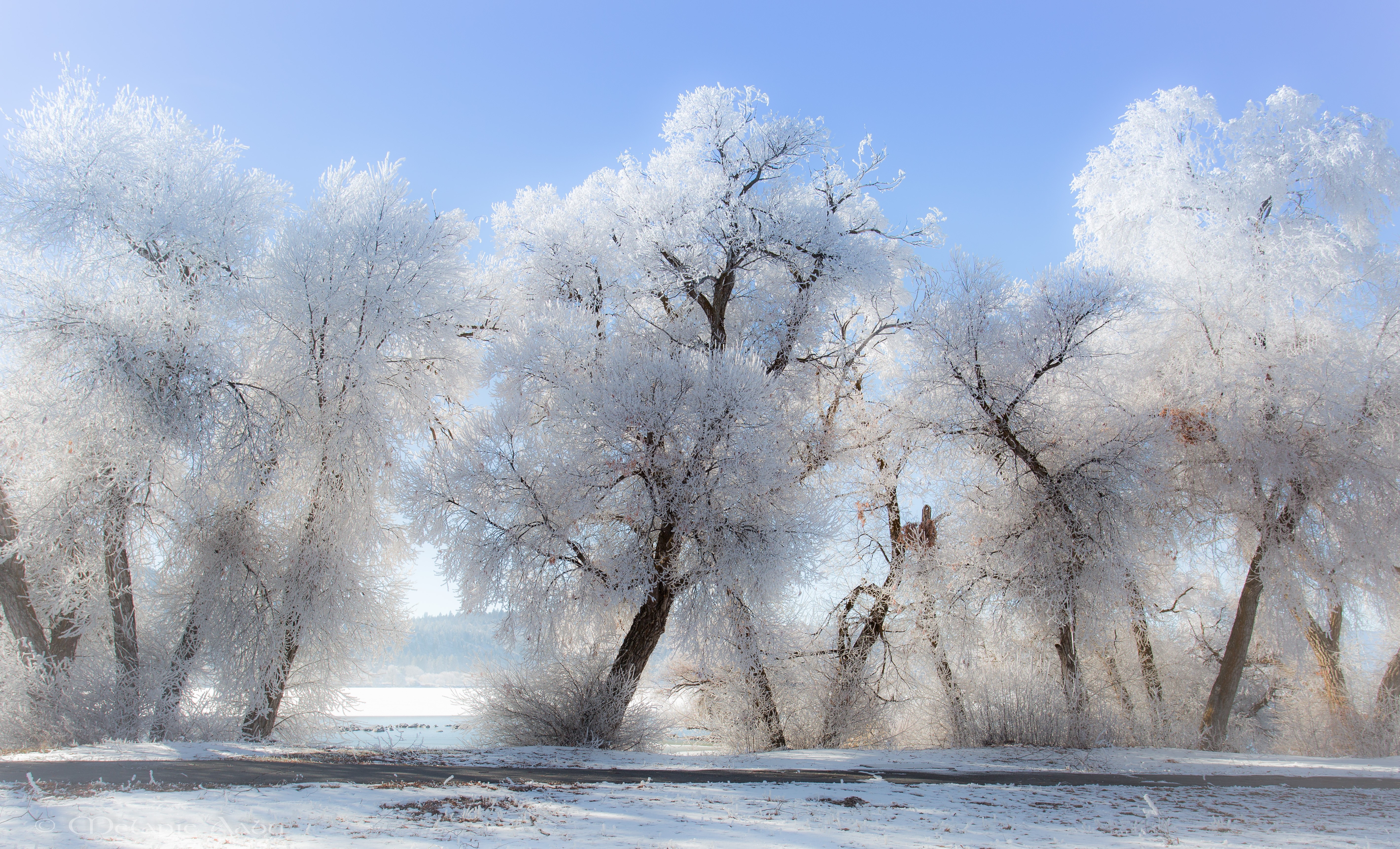 Trees covered in frost on a cold winter morning HD Wallpaper