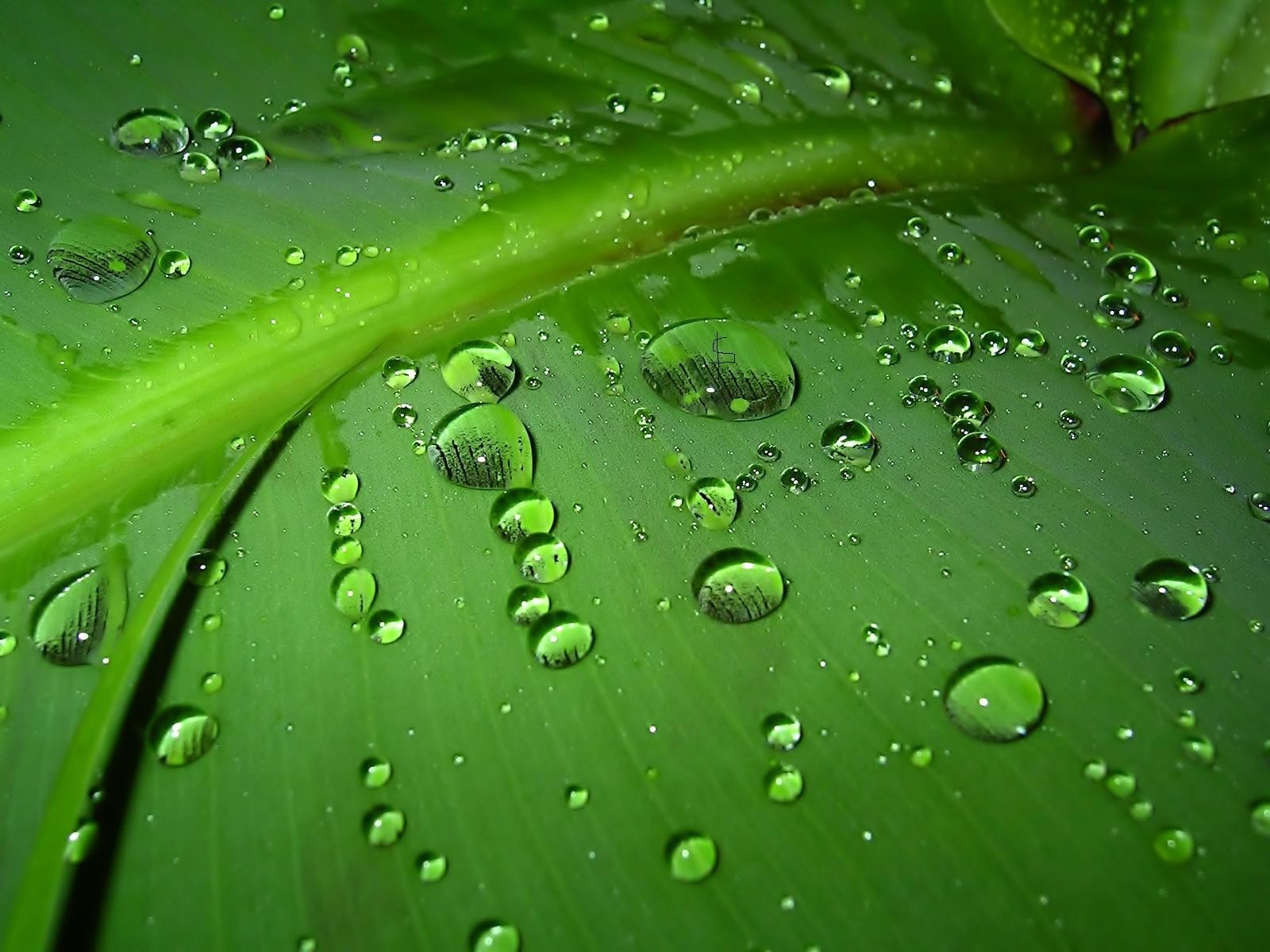Close up of water drops on a green leaf HD Wallpaper