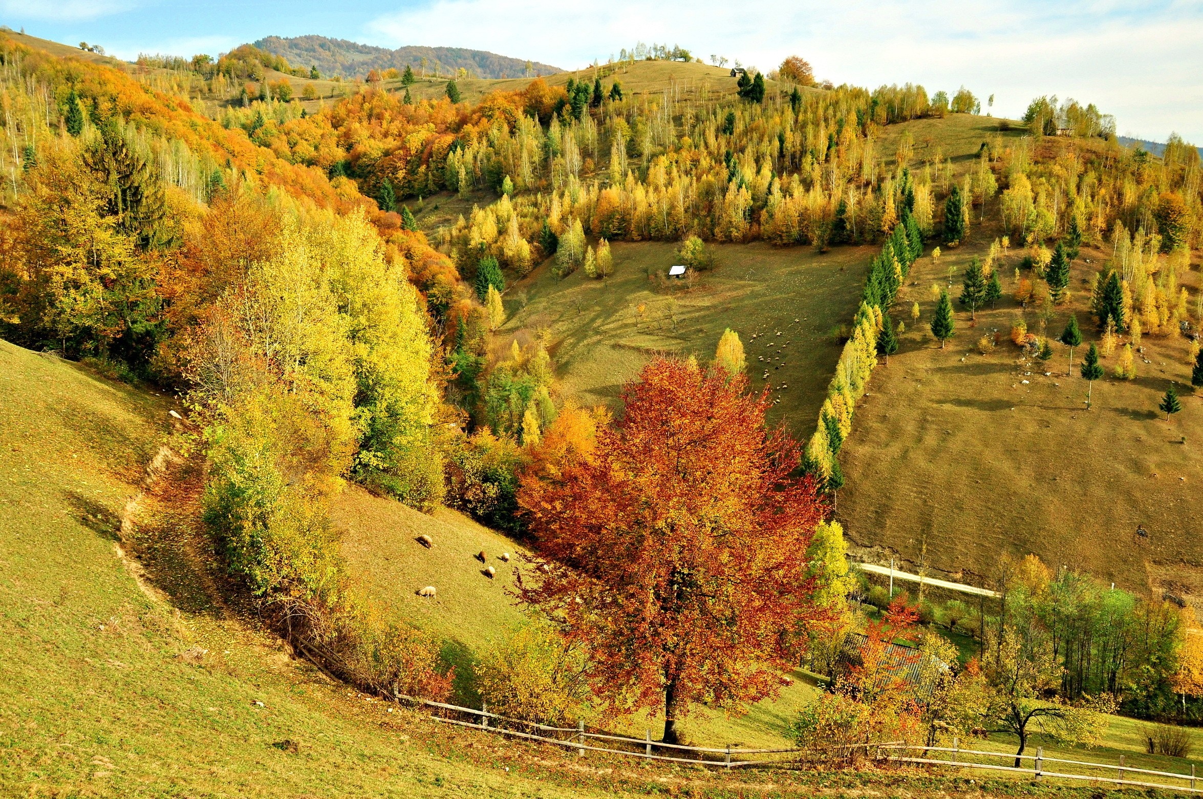 Autumn landscape with colorful trees on rolling hills HD Wallpaper