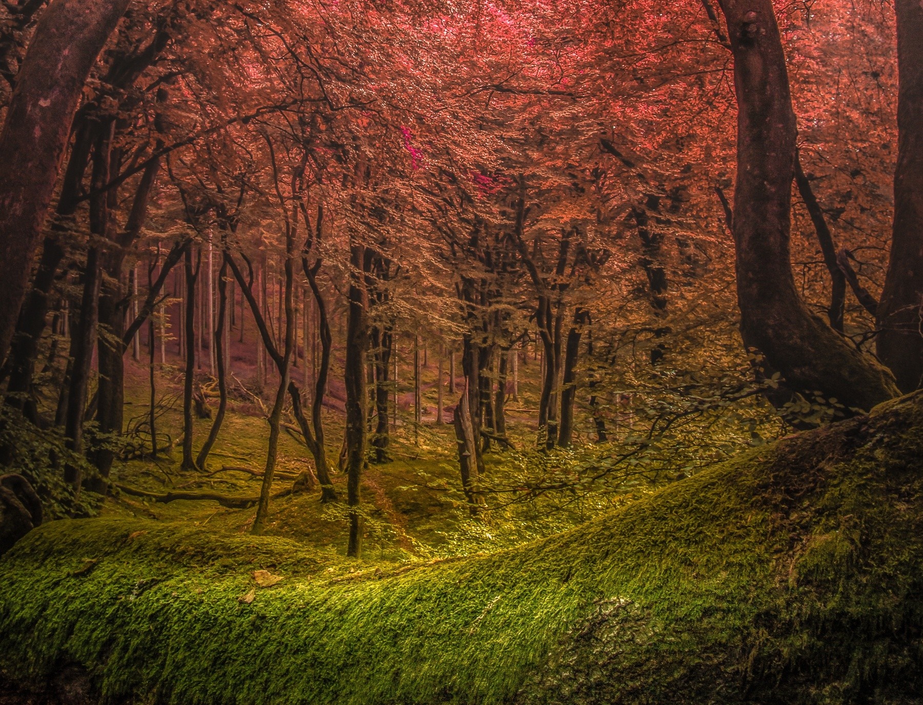 Mossy fallen tree in a vibrant autumn forest HD Wallpaper