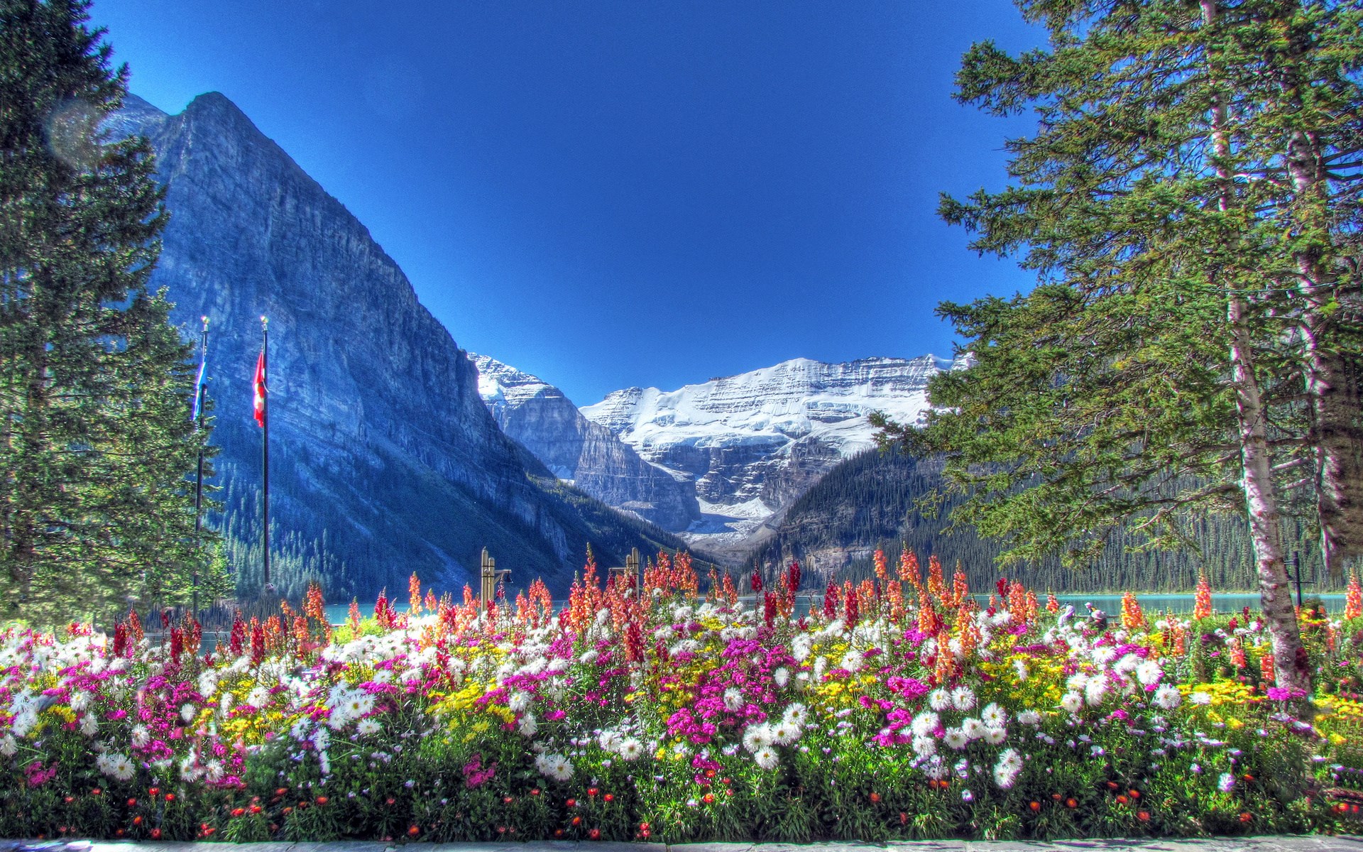 Flower bed with mountains and lake HD Wallpaper