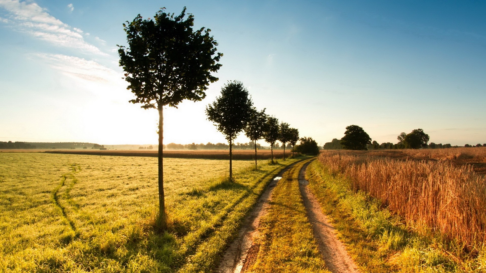 Dirt road through a field with trees at sunrise HD Wallpaper