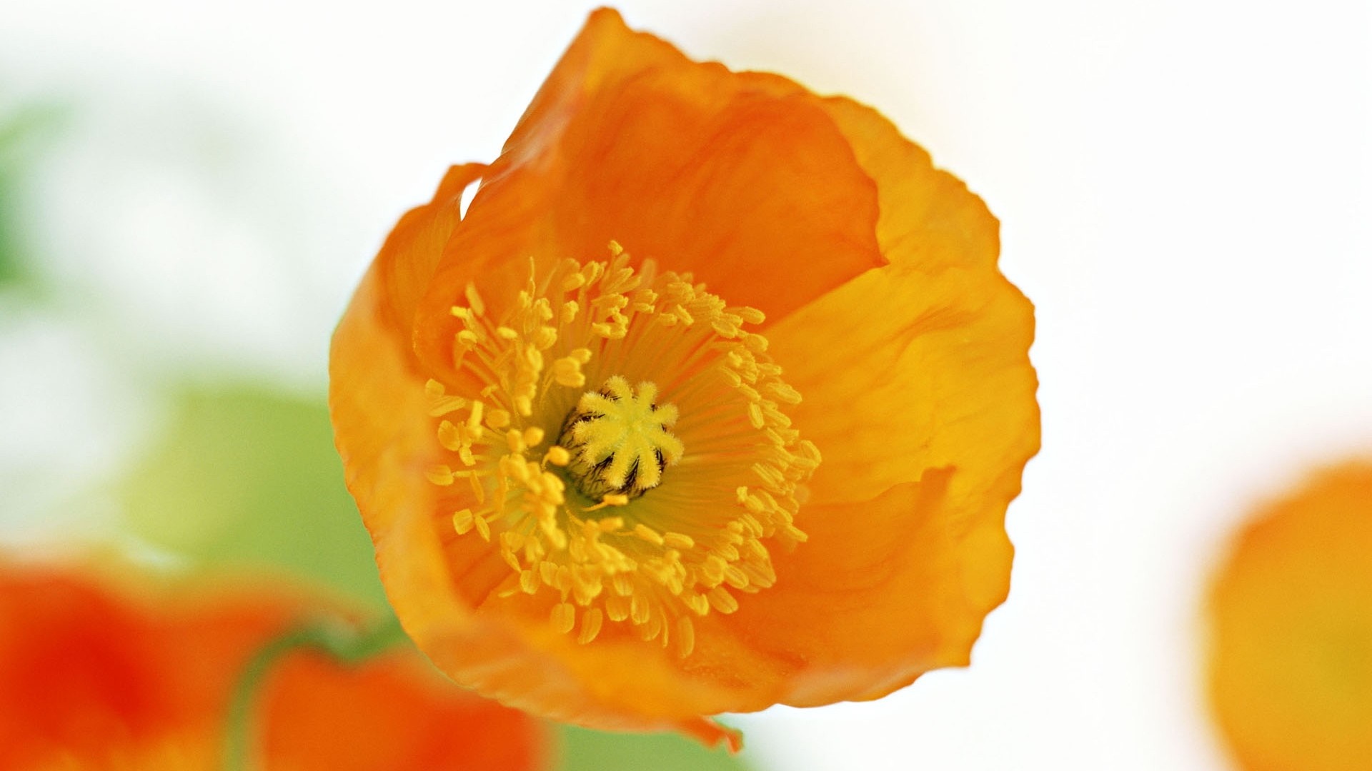Close-up of an orange poppy flower HD Wallpaper