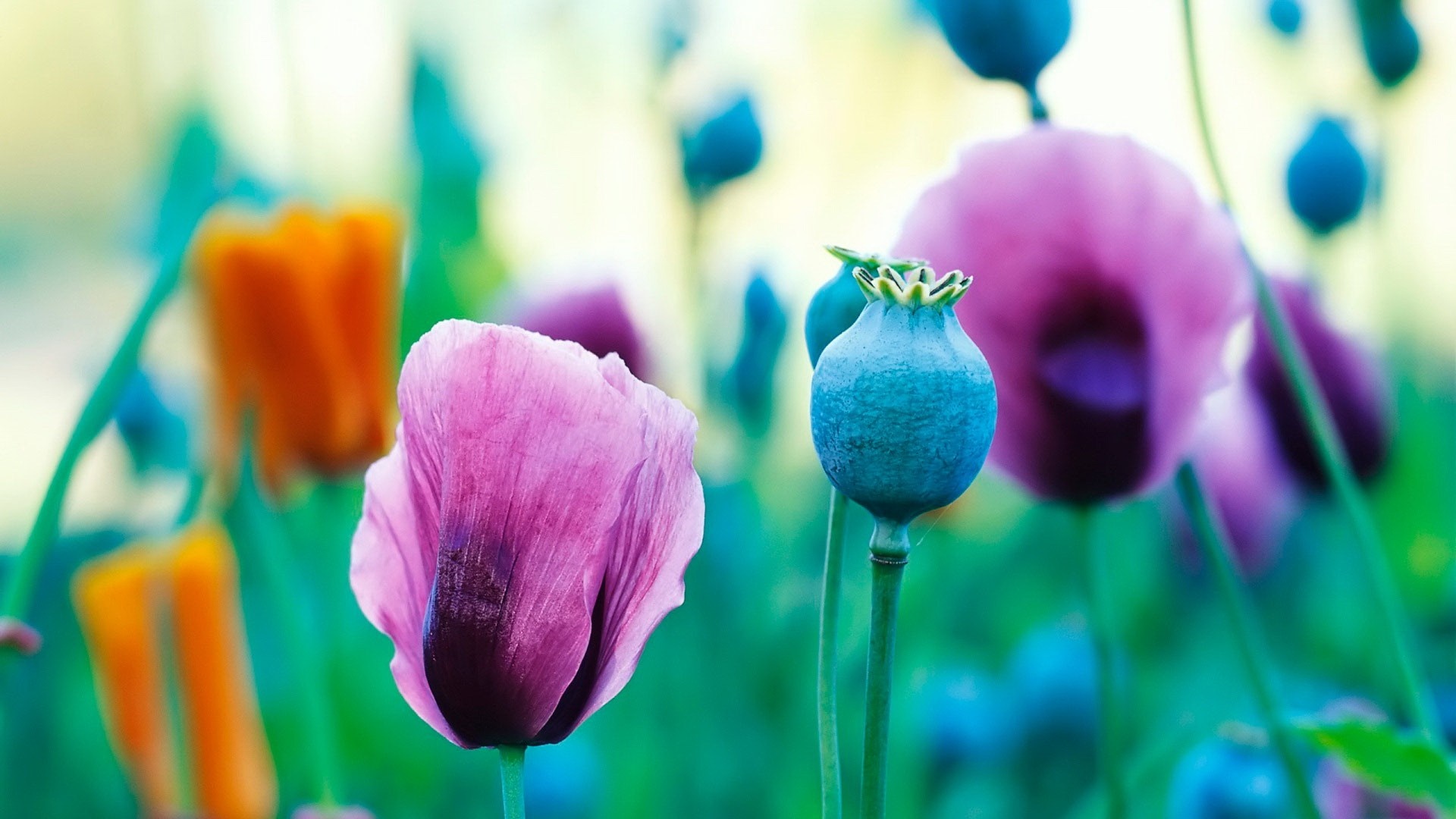 Close-up of pink and blue poppy flowers and seed pods HD Wallpaper
