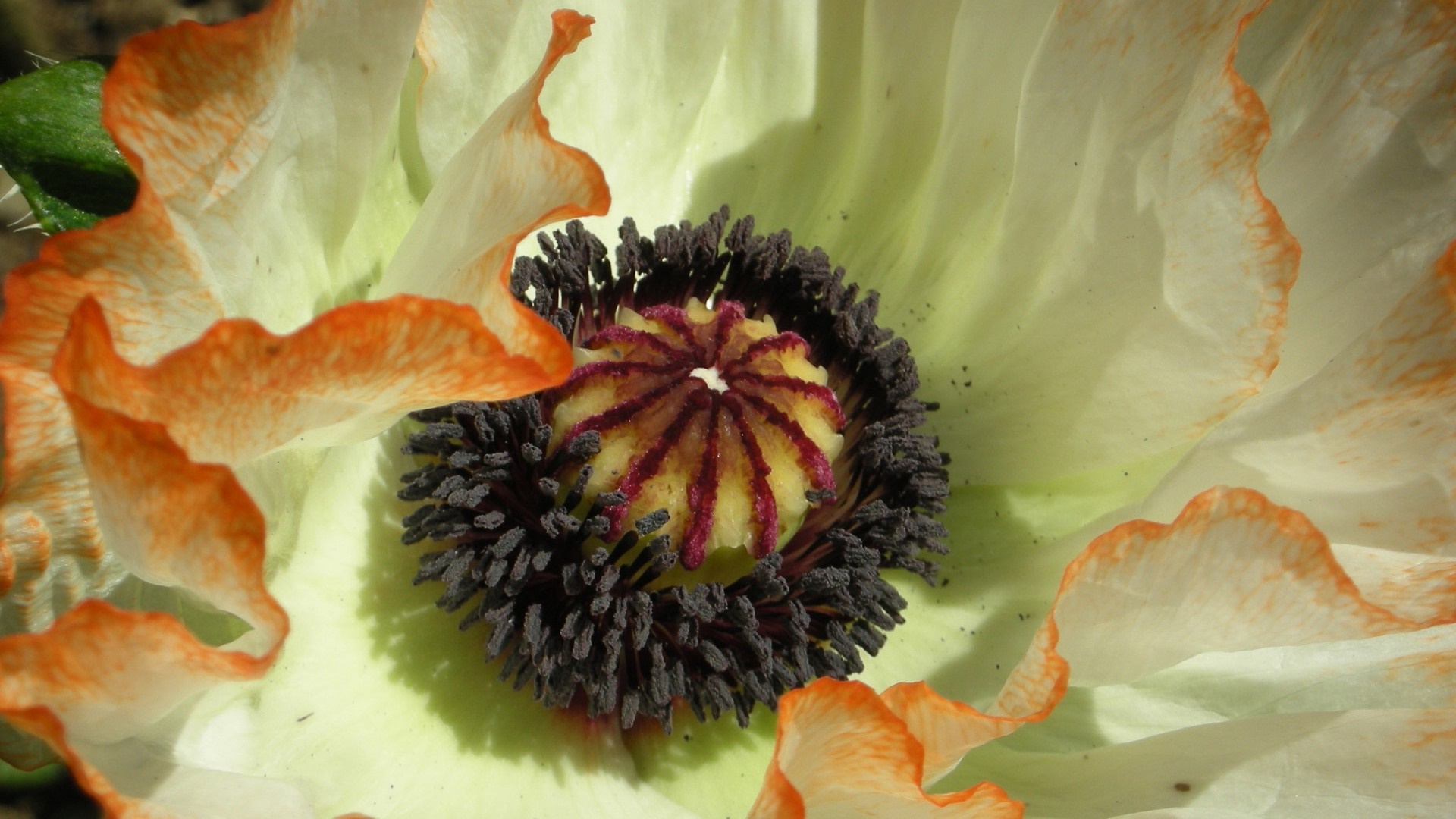 Close-up of a white and orange poppy flower HD Wallpaper