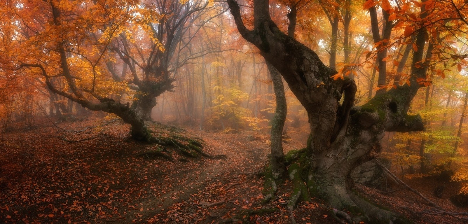 Misty autumn forest with gnarled trees and fallen leaves HD Wallpaper