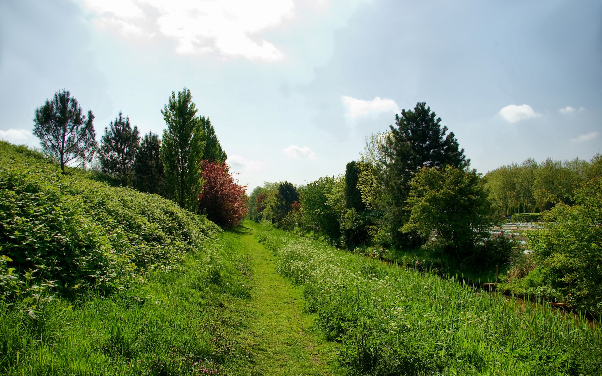 A grassy path winds through a green landscape with trees HD Wallpaper
