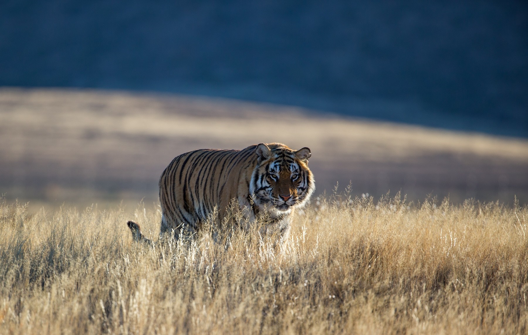 Tiger walking through dry grass in a savanna HD Wallpaper