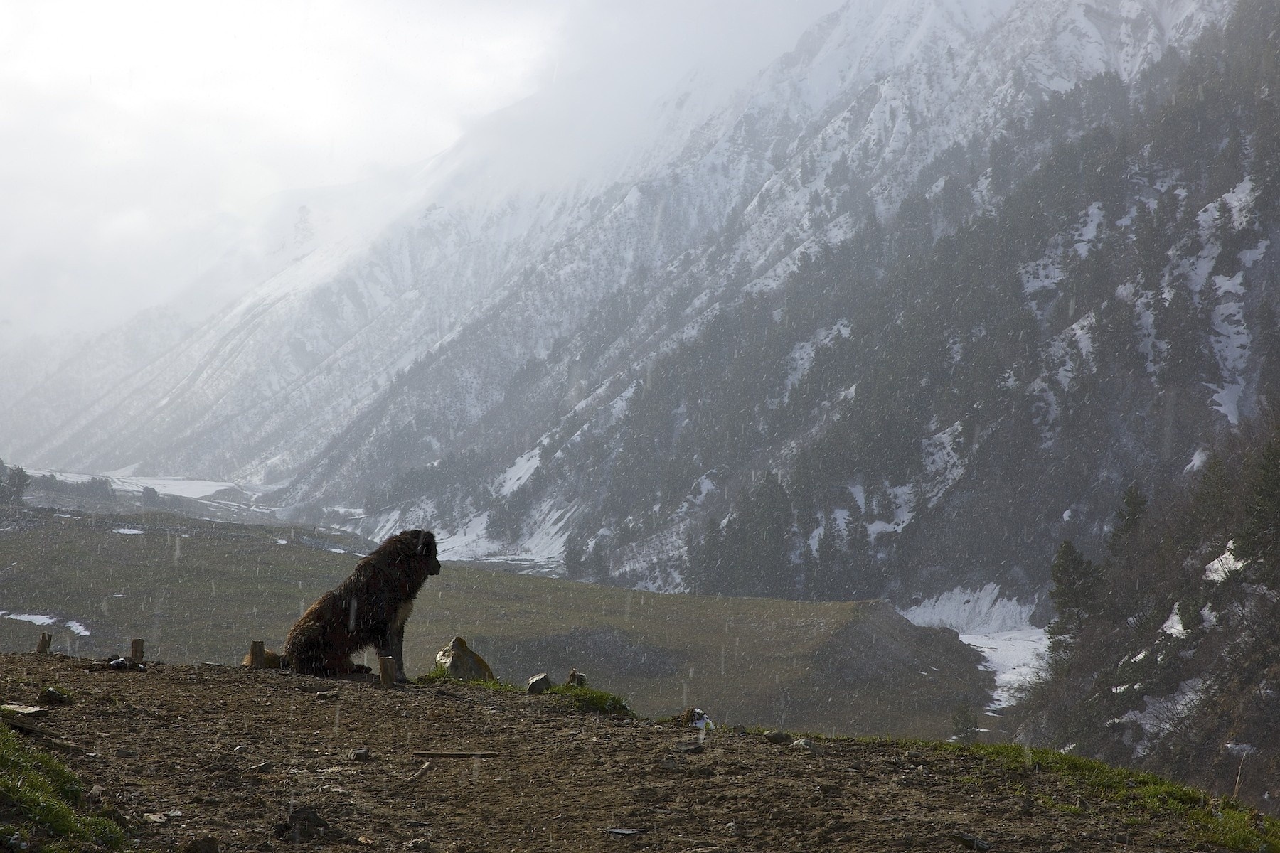 A dog sits on a hill in a snowy mountain valley HD Wallpaper