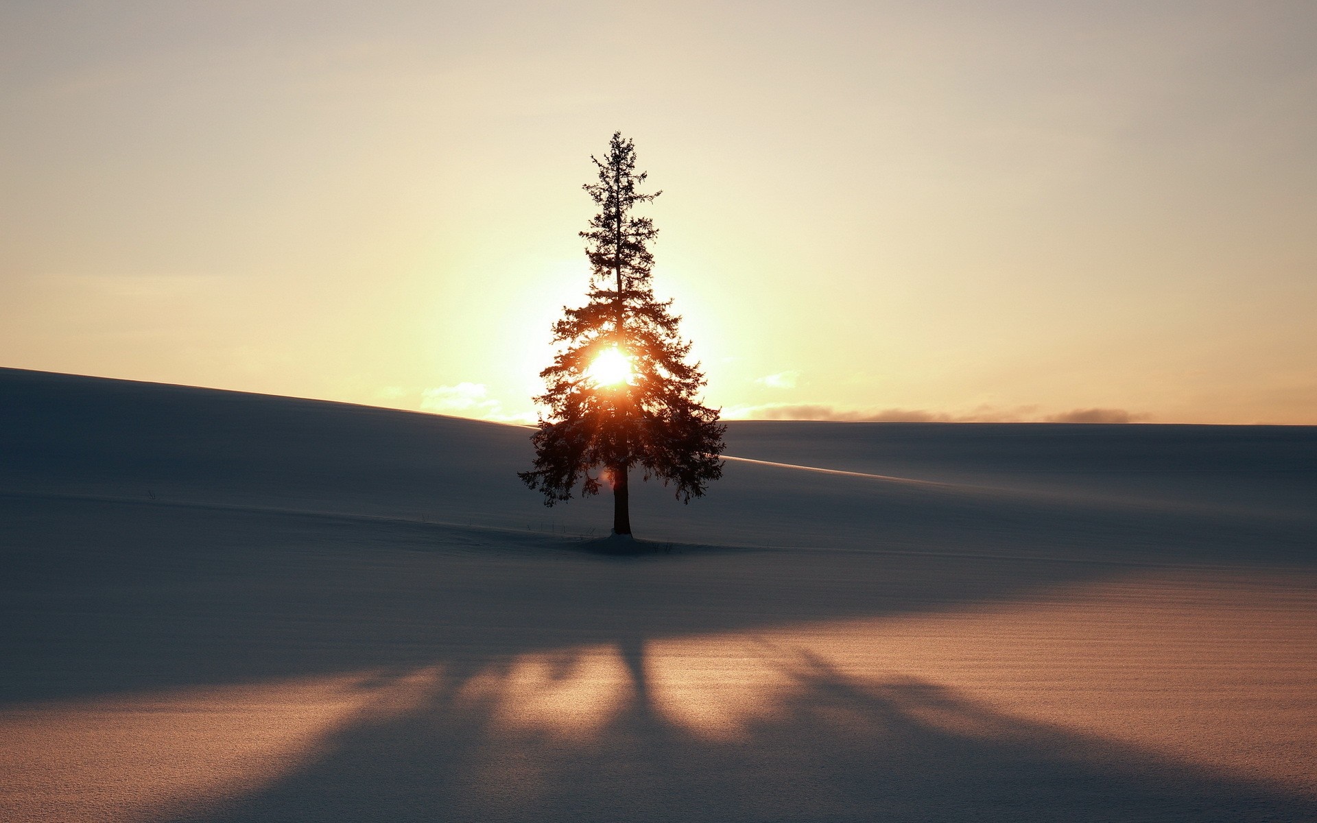 Lone tree in a snowy field at sunset HD Wallpaper
