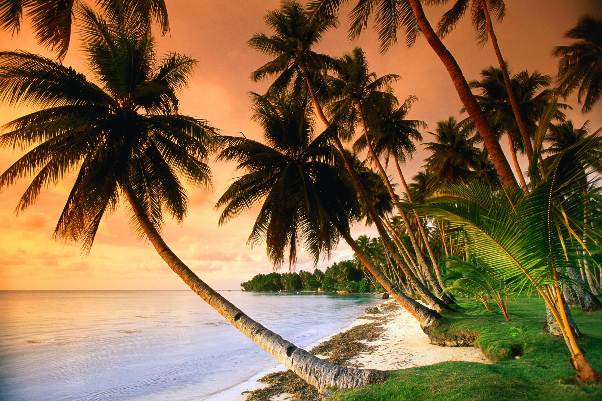 Palm trees on a tropical beach at sunset HD Wallpaper
