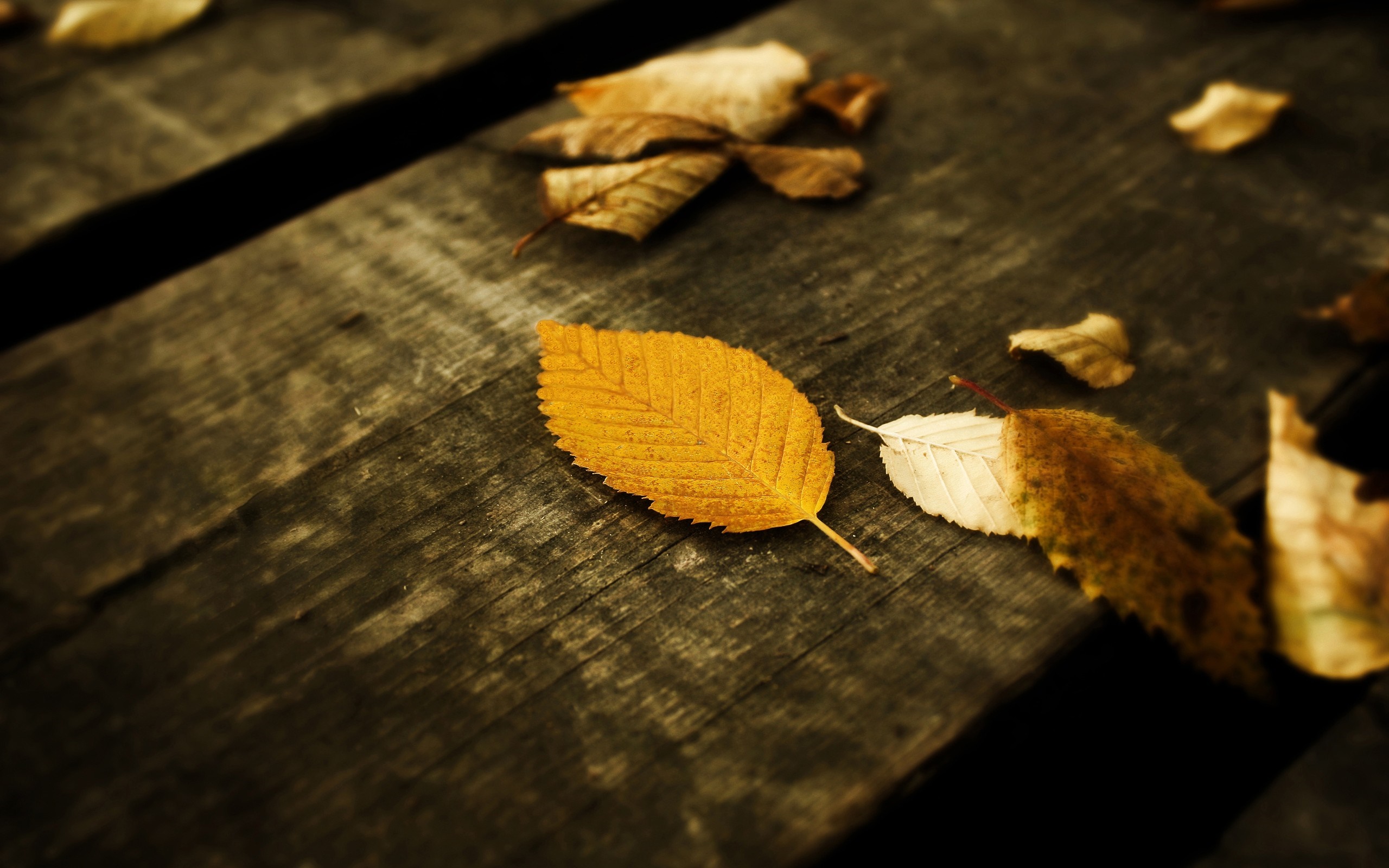 Autumn leaves on a wooden surface HD Wallpaper