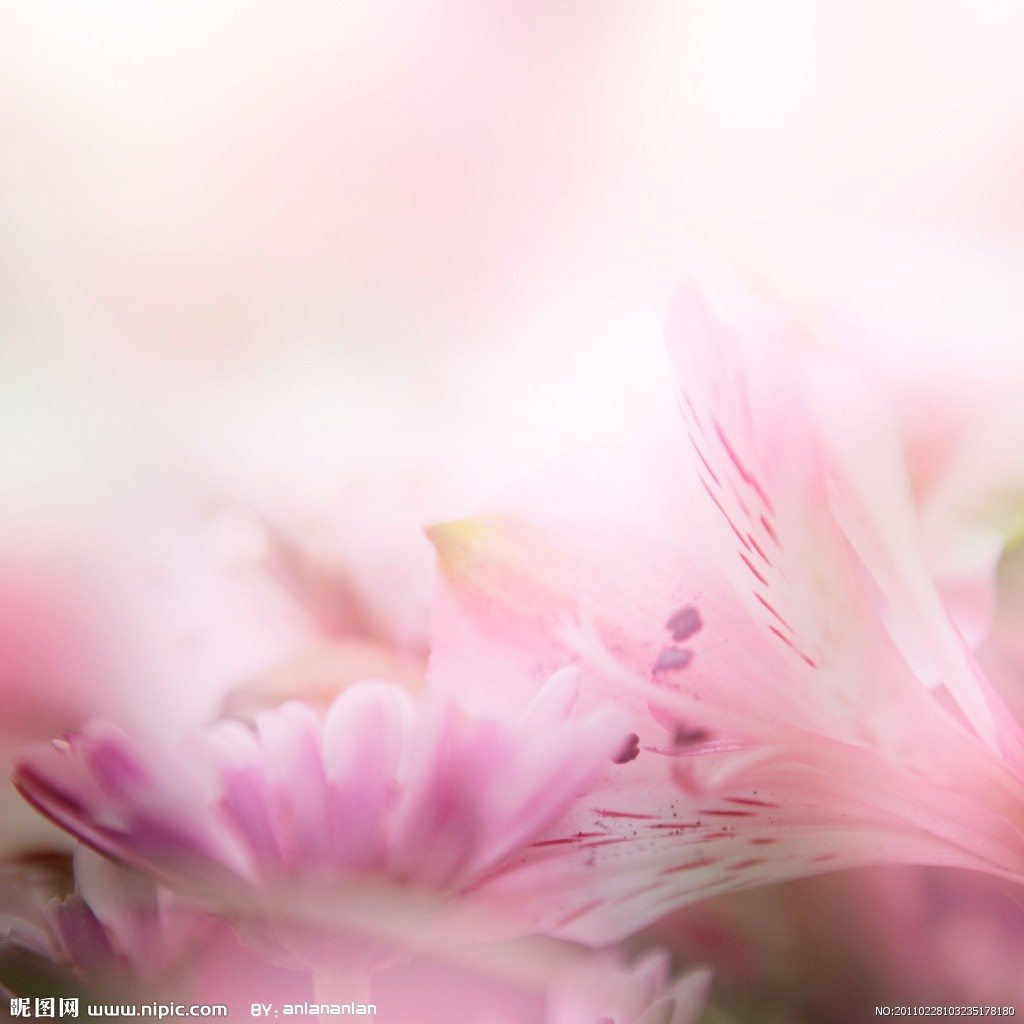 Close-up of pink flowers with delicate petals HD Wallpaper
