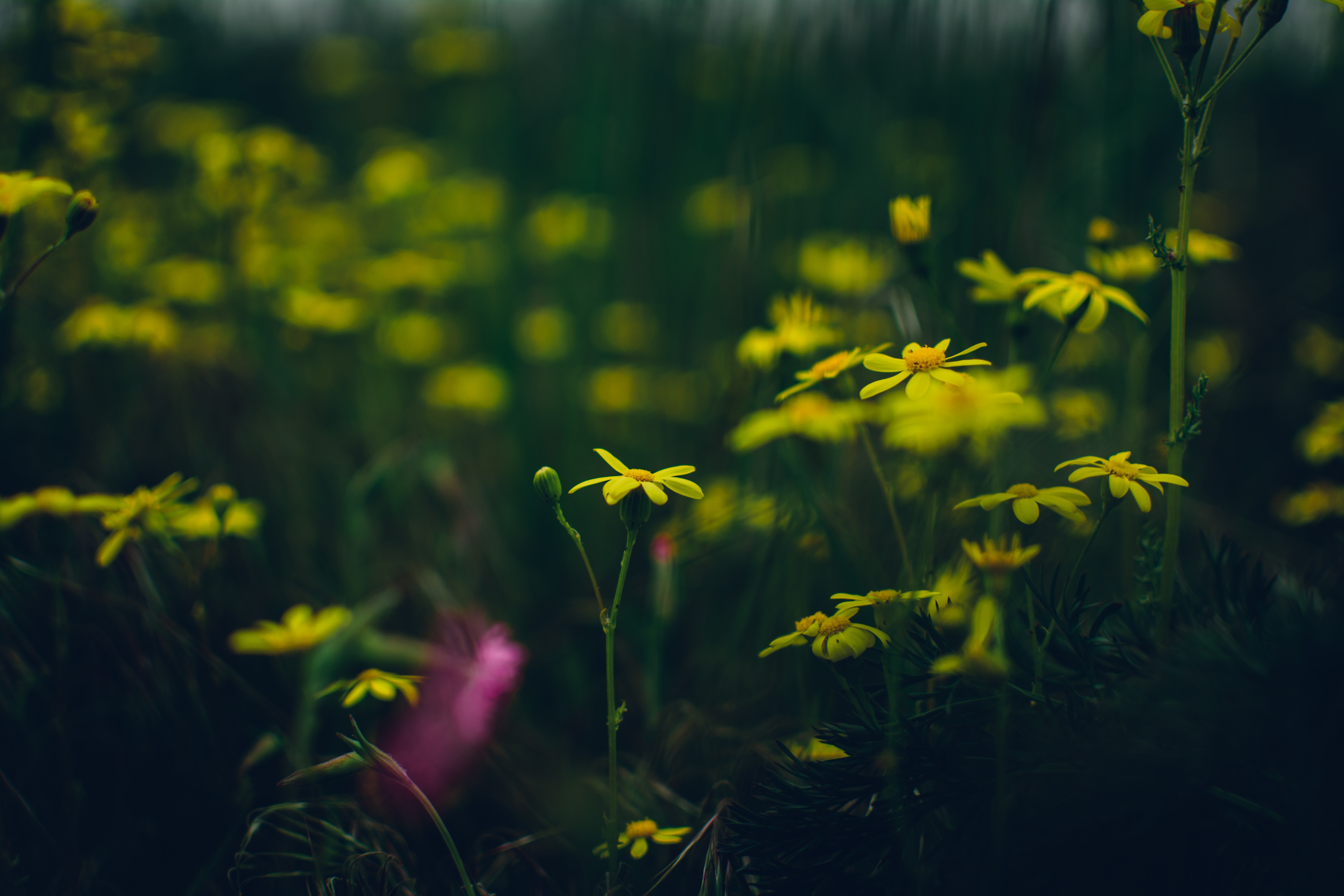 Yellow wildflowers in a dark field with bokeh HD Wallpaper