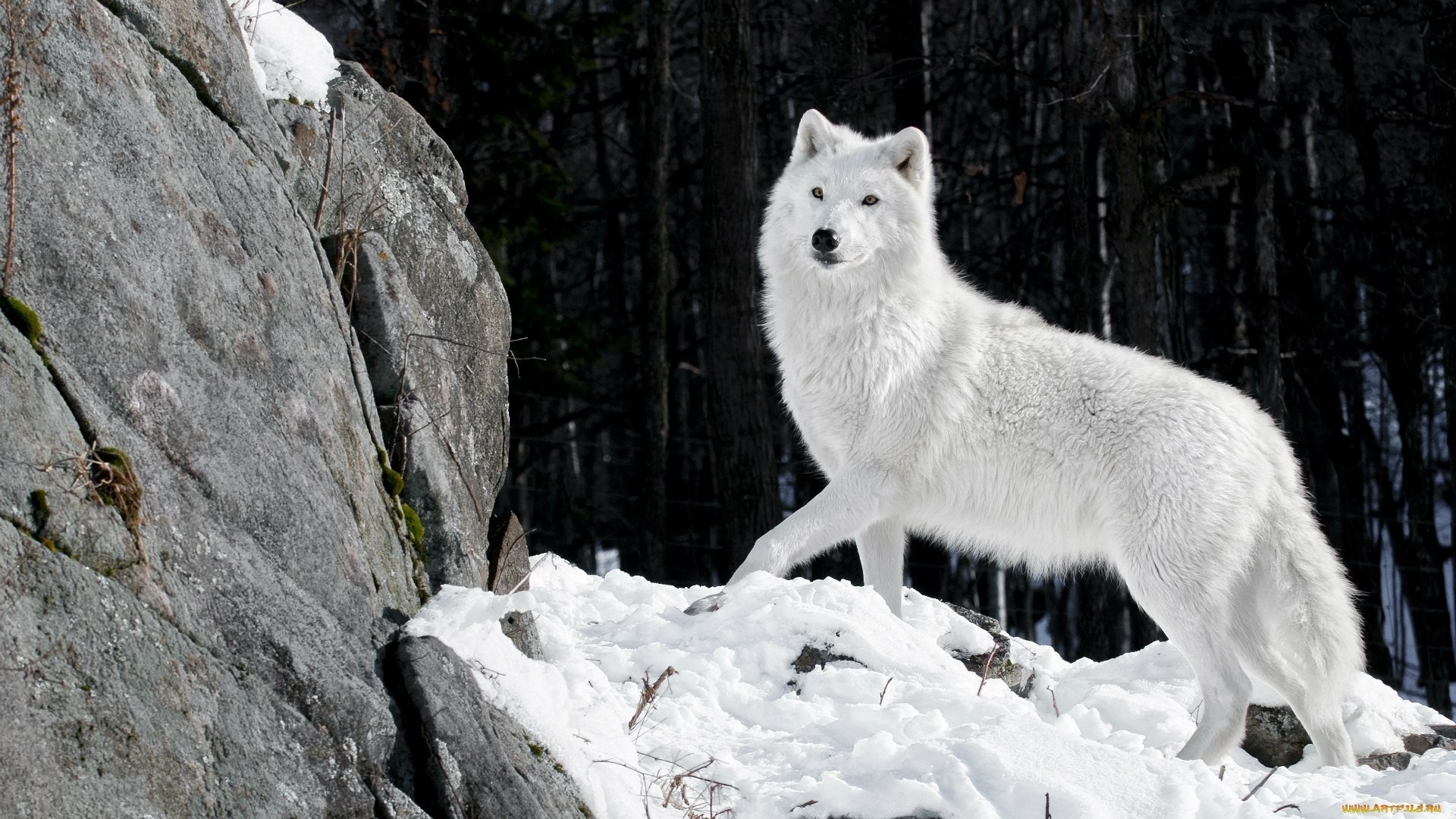White wolf standing in snow near rocks HD Wallpaper