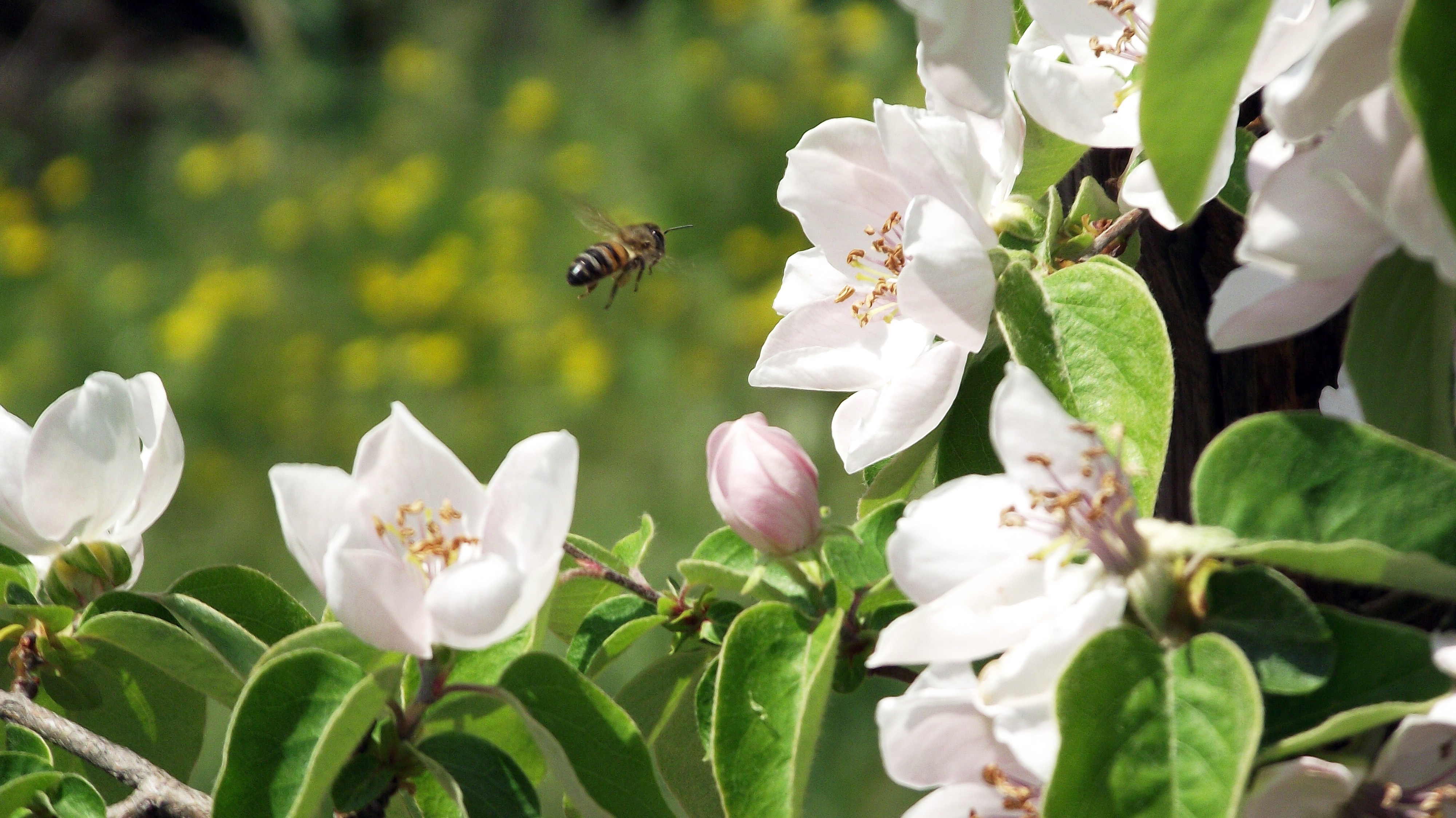 Bee flying towards white quince blossoms on a branch HD Wallpaper
