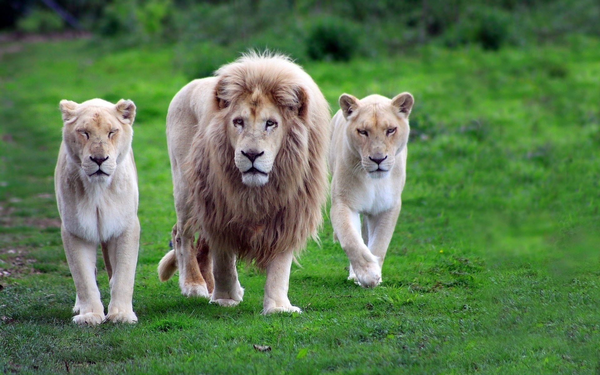 Three white lions walking on grass HD Wallpaper