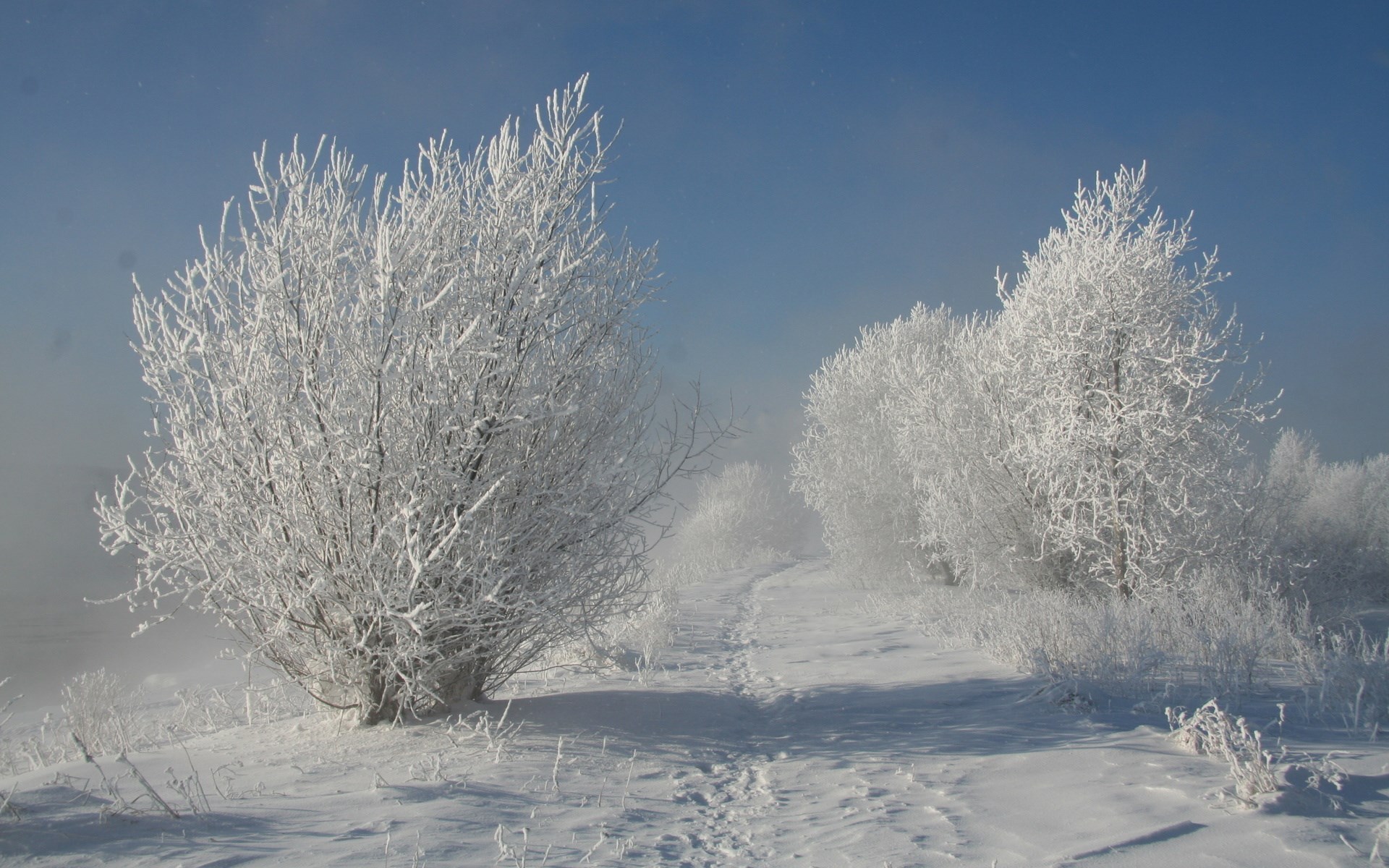 Snow-covered trees and a path in winter HD Wallpaper